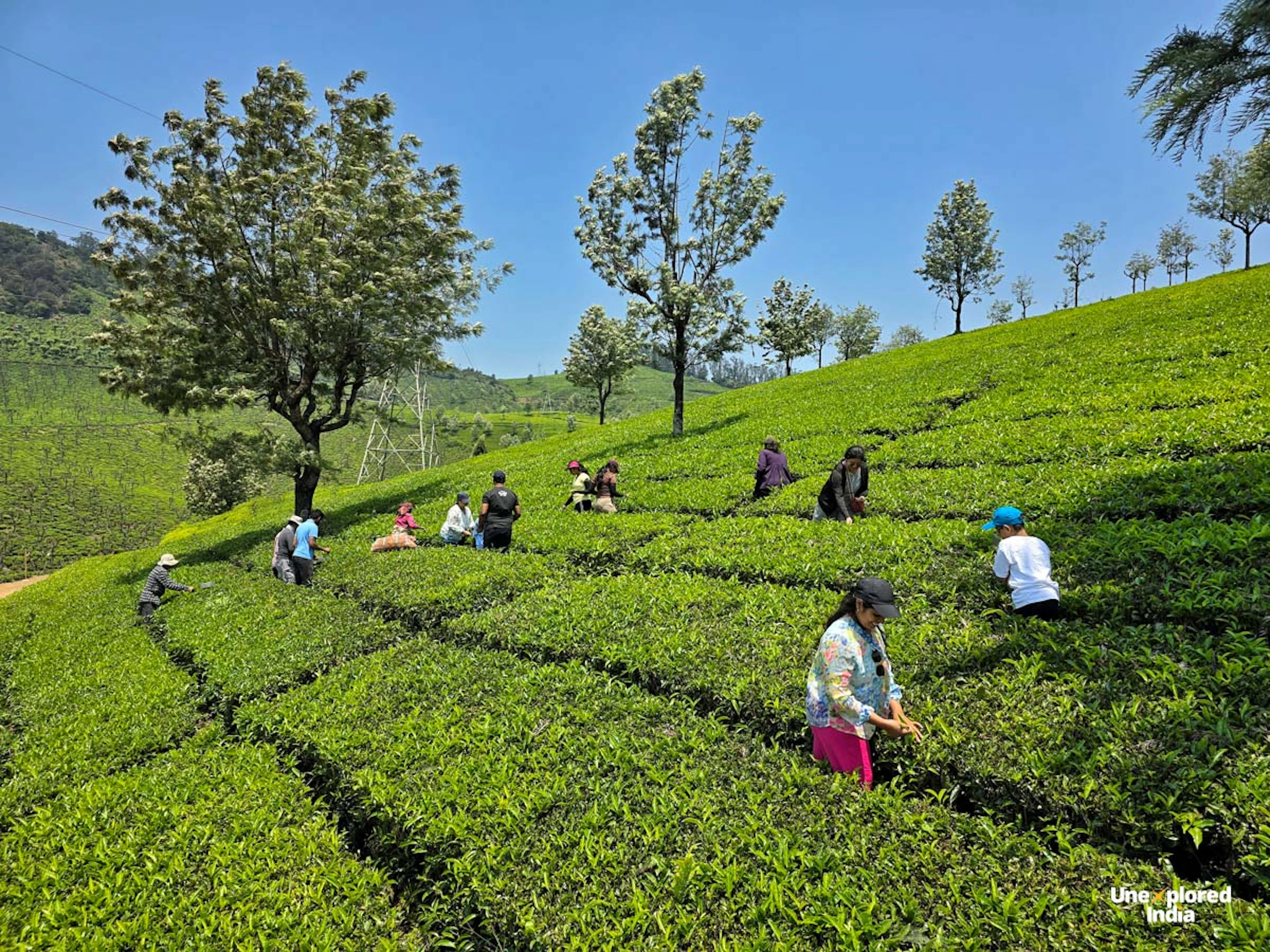 People pluck tea leaves across lush tea estates Ooty, set on rolling green hills beneath a clear blue sky.
