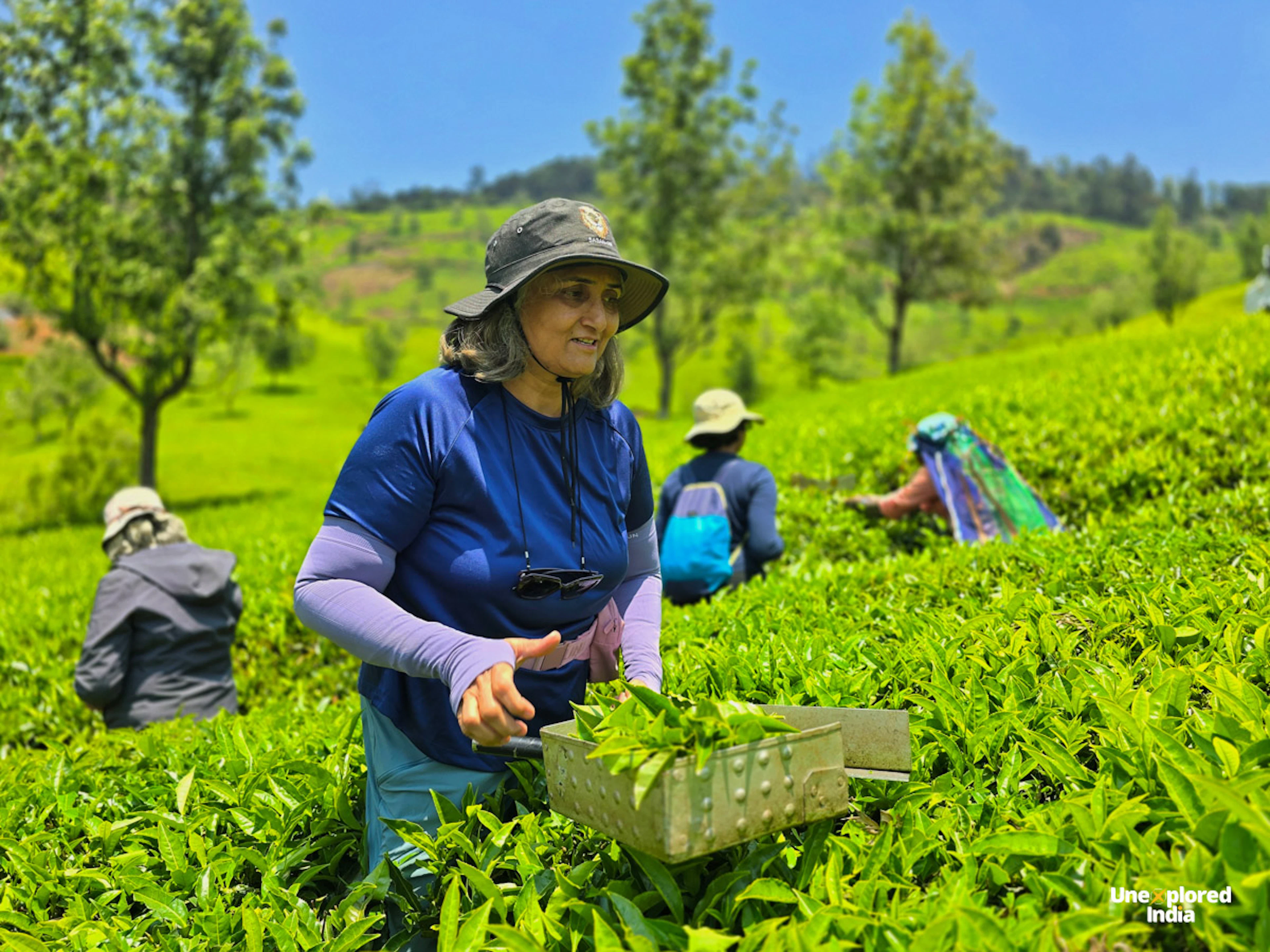 A woman plucks fresh tea leaves into a basket in a lush tea plantation in the Nilgiris, with others harvesting nearby.