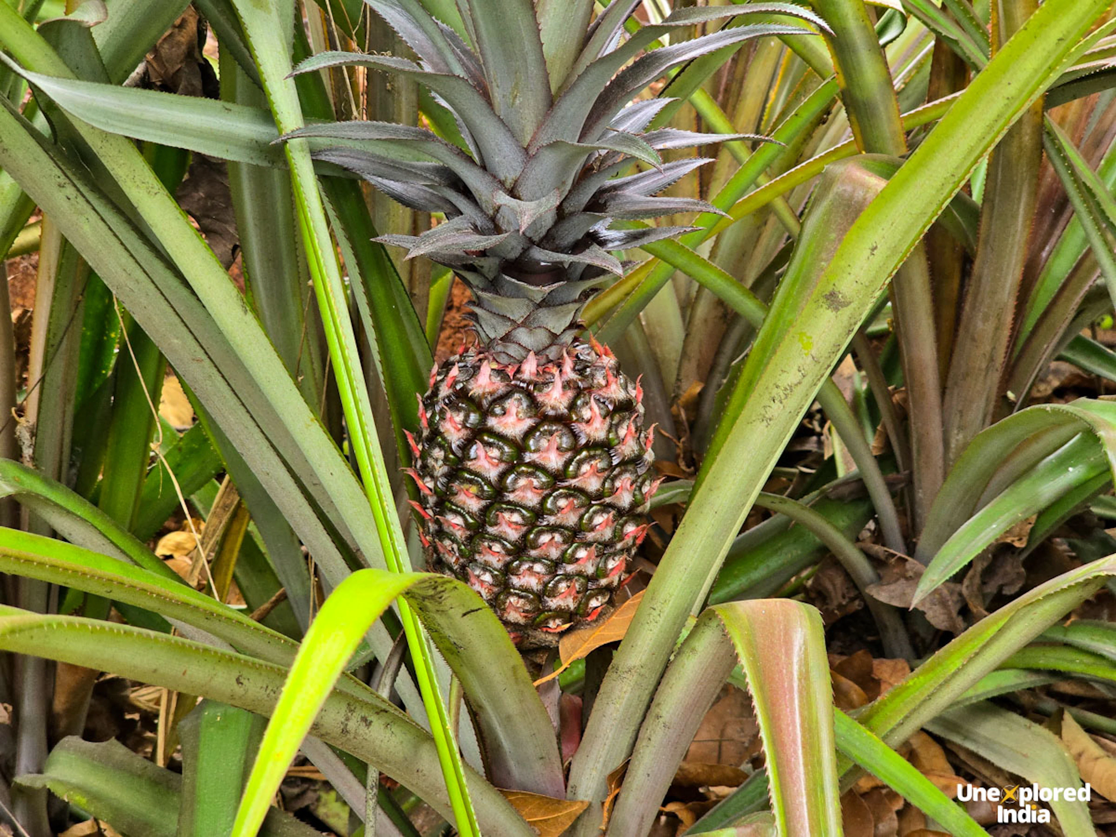 A ripe Konkan pineapple grows among long, spiky green leaves in a tropical farm in the Konkan region.