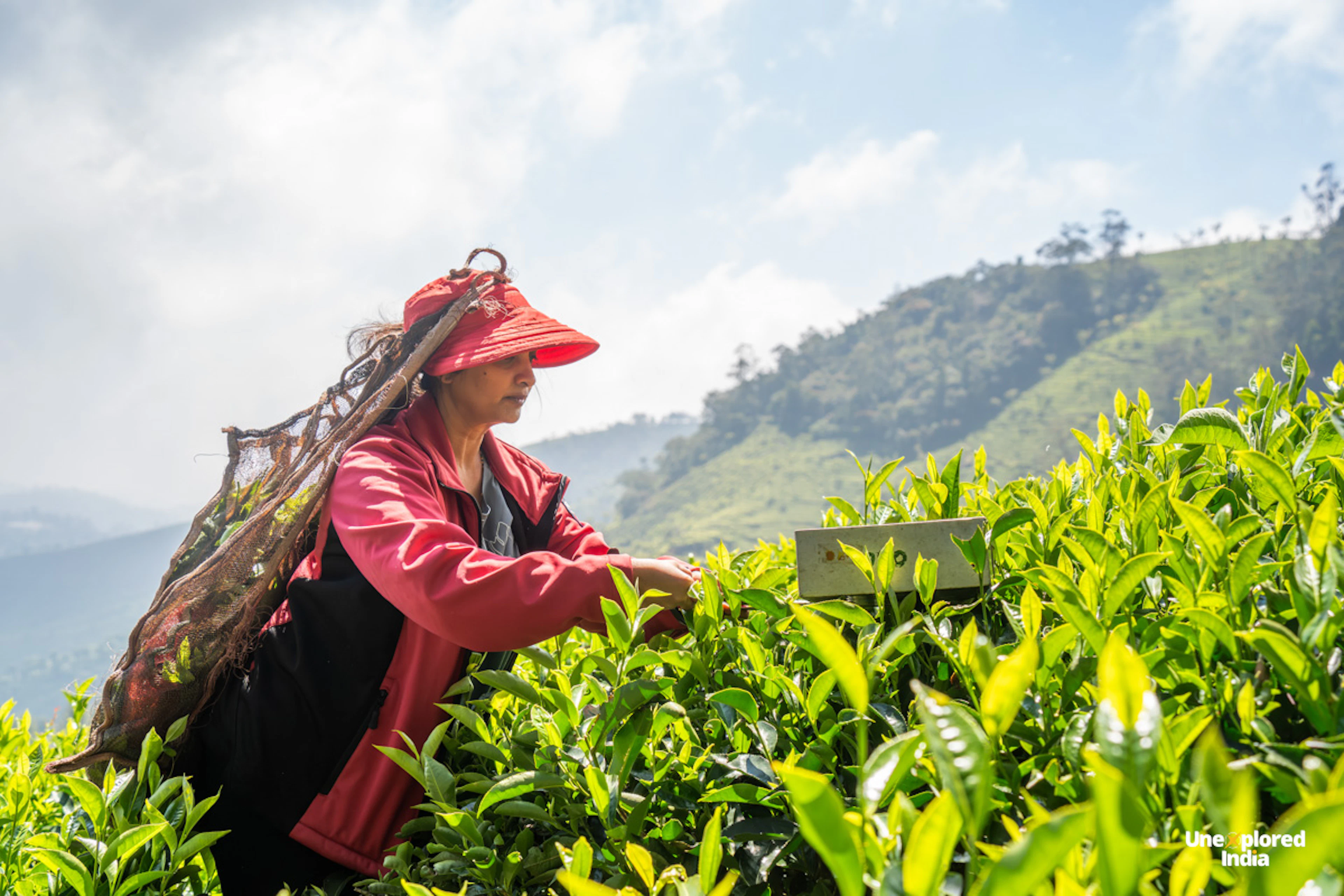 Tea plucker harvesting fresh tea leaves in a tea plantation in Ooty, Nilgiris