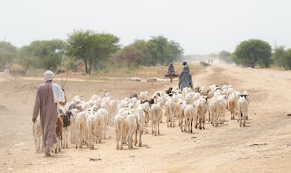 Herdsmen driving goats