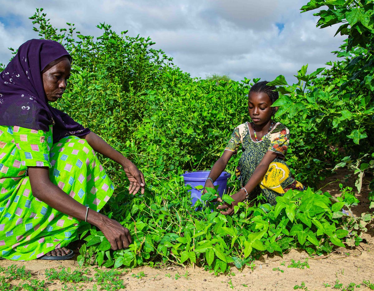 In the Fulani village of Hore Mondji, located in southern Mauritania on the banks of the Senegal River, a women's cooperative uses solar energy to operate the borehole that supplies water to the market garden.