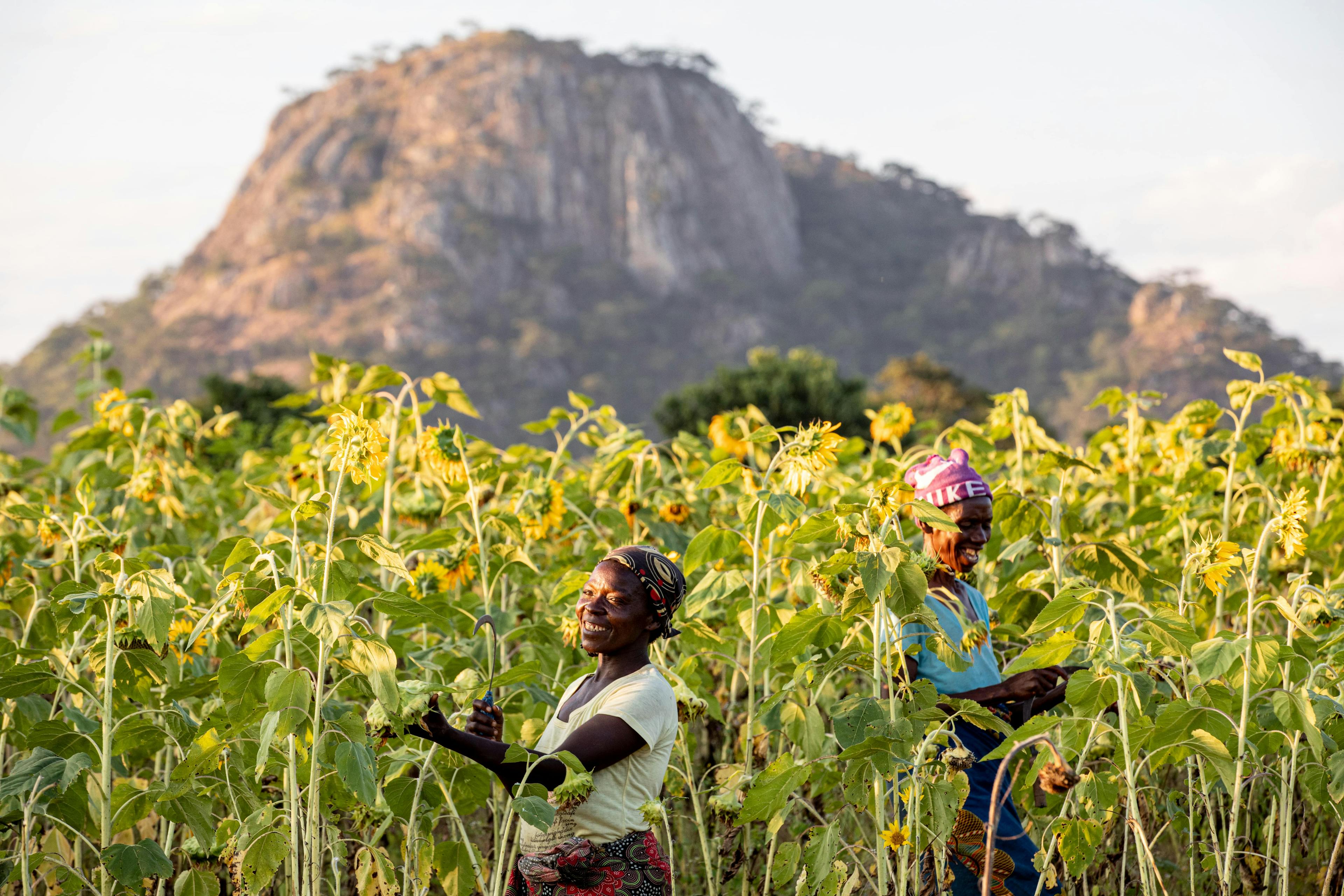Women's Farming cooperative in Chikando Chipata where members farm fish, sunflowers and maize.