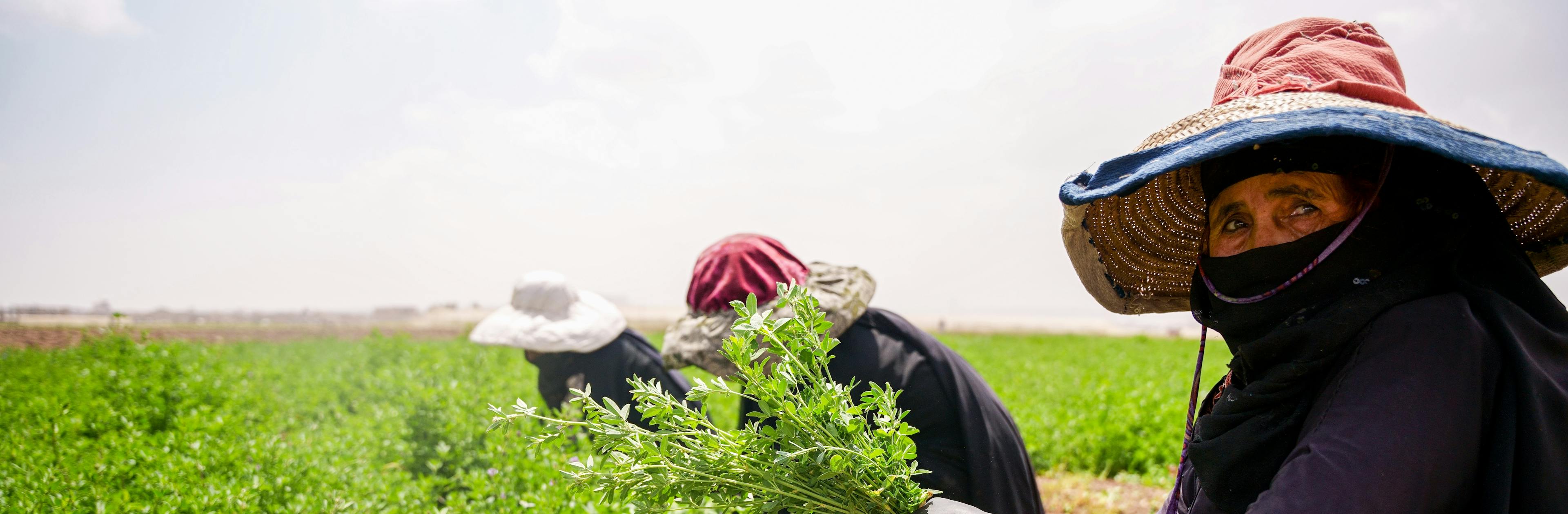 Yemenis women collect feed for their cattle from Hussein Abdo's farm in Dhamar Governorate.