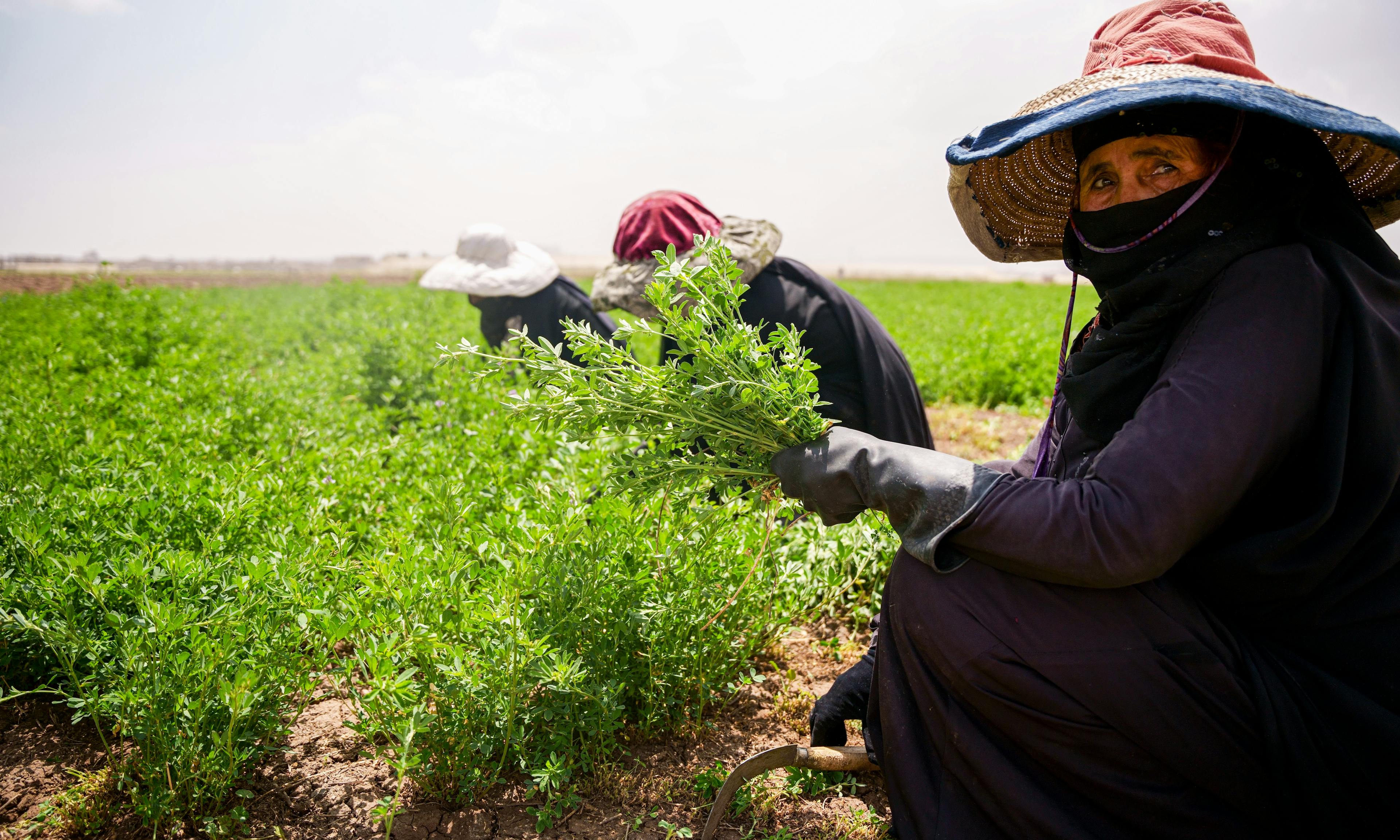 a group of women collect feed for their cattle from Hussein Abdo's farm in Dhamar Governorate, Yemen.