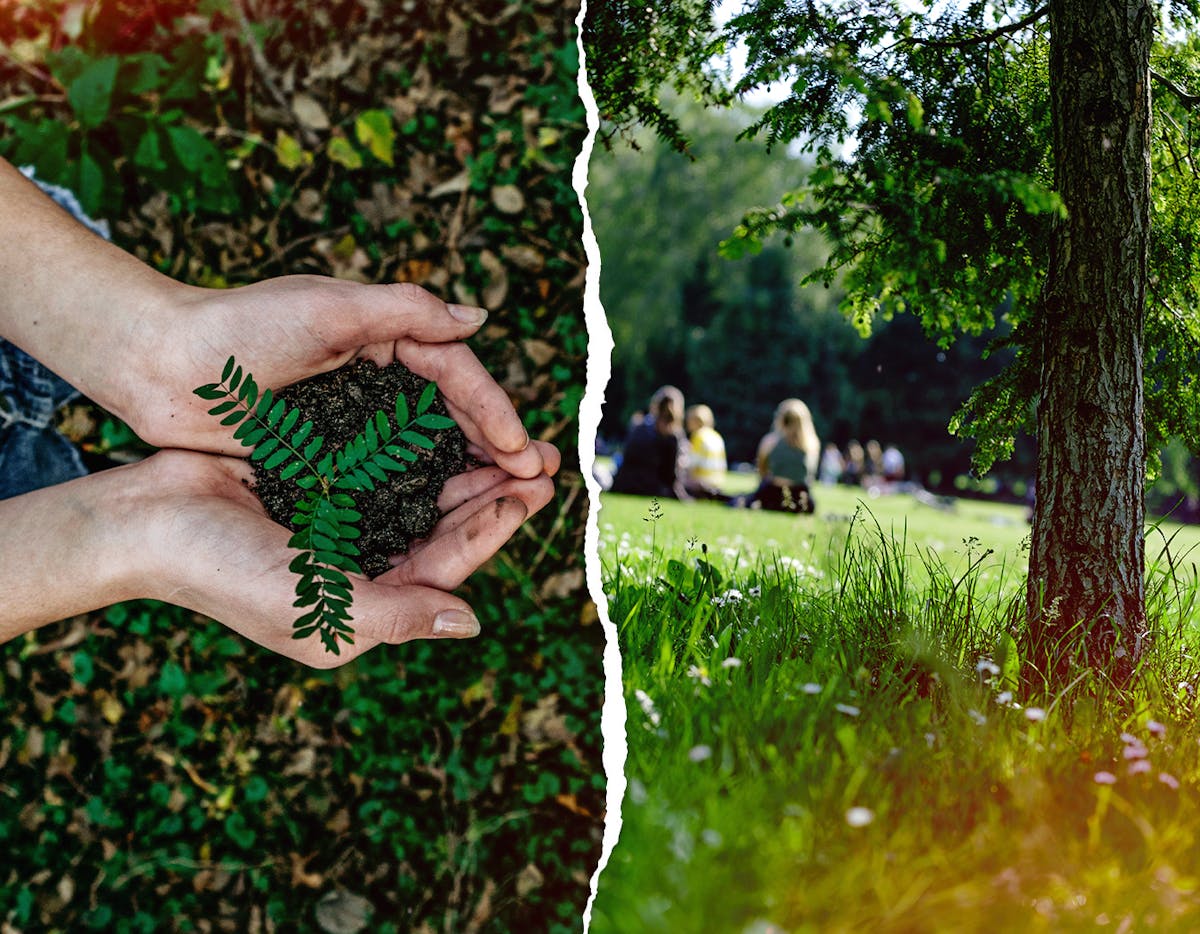 A child's hands holding a newly planted tree/children having a picnic in a green park