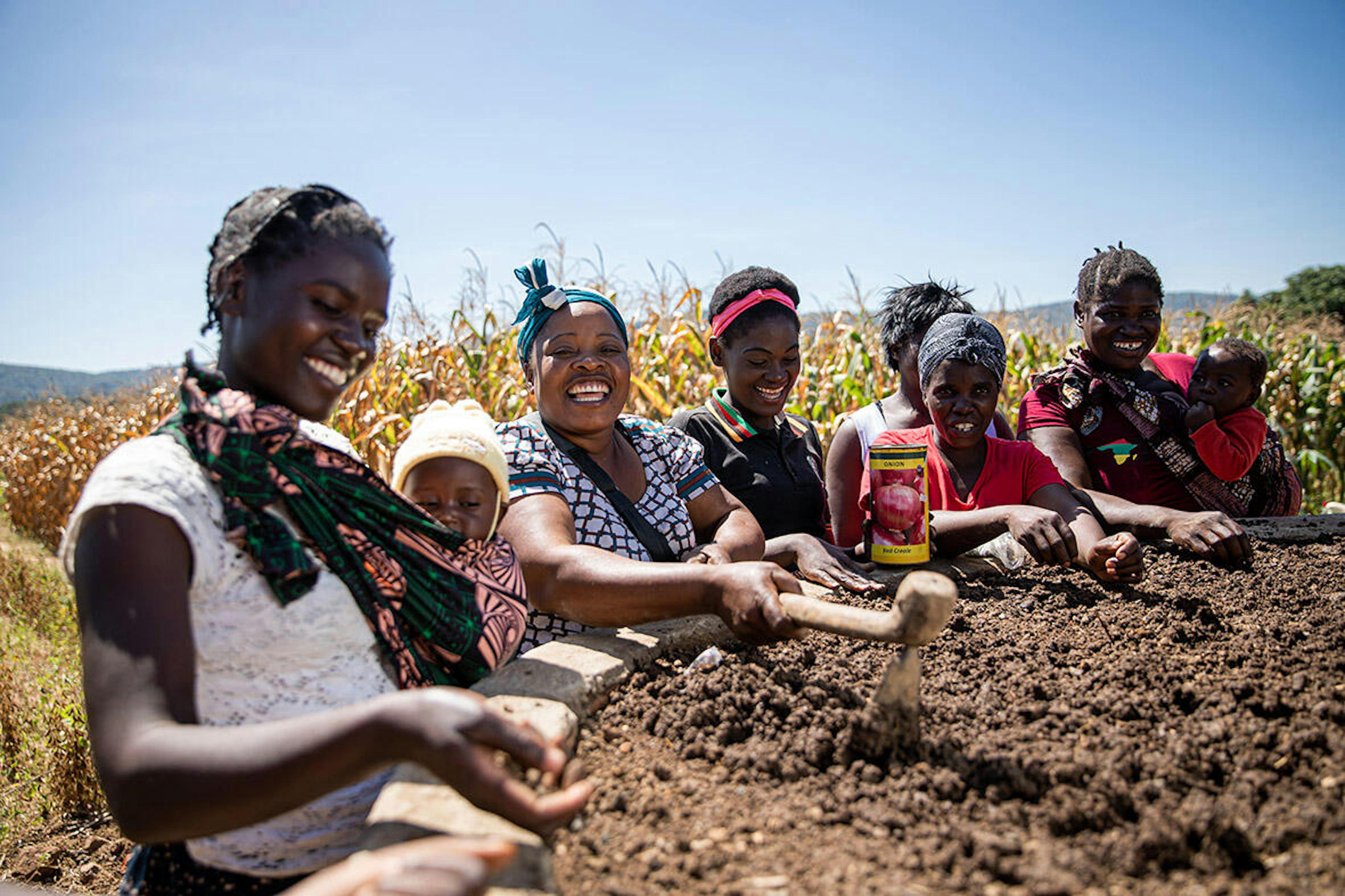 The key-hole farming method taught to female farmers as part of the SUN II project. Centre of excellence at the Nsanjika Agricultural Camp, Chipata, Zambia.