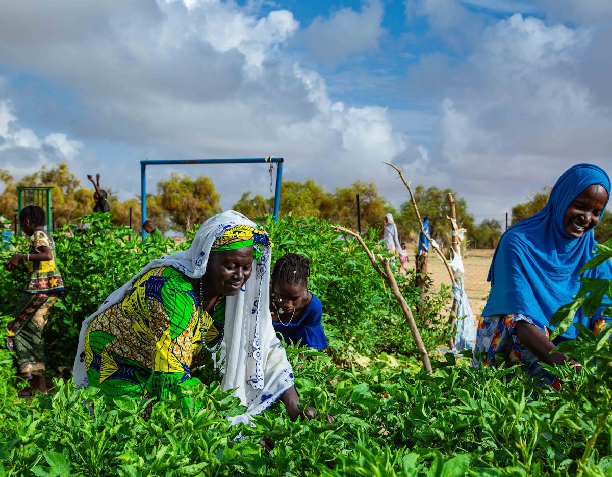 Global Parent- This women's co-op in southern Mauritania is harnessing the power of the sun to pump water from the boreholes and irrigate their crops.