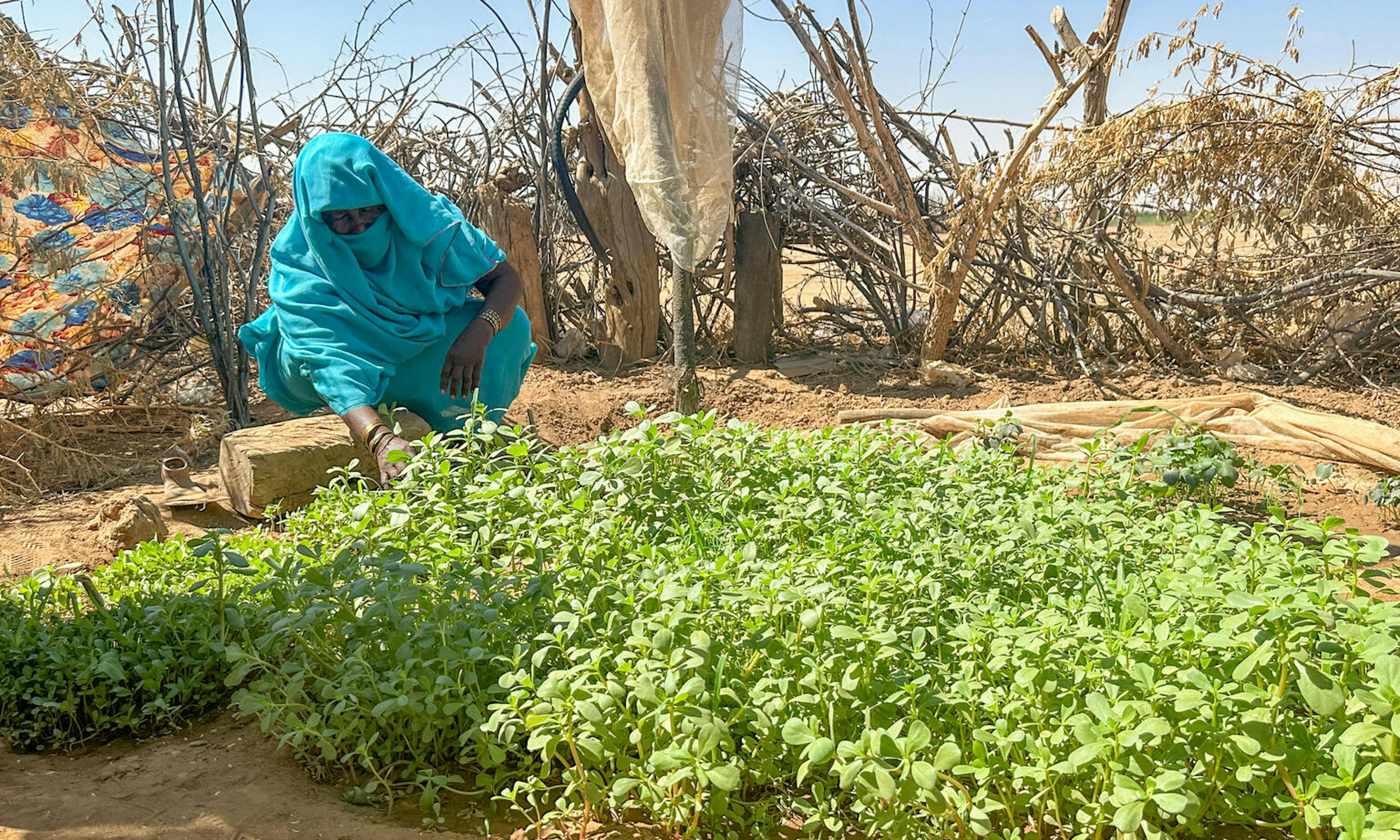 Sudan Woman tending to her garden wearing UNICEF blue