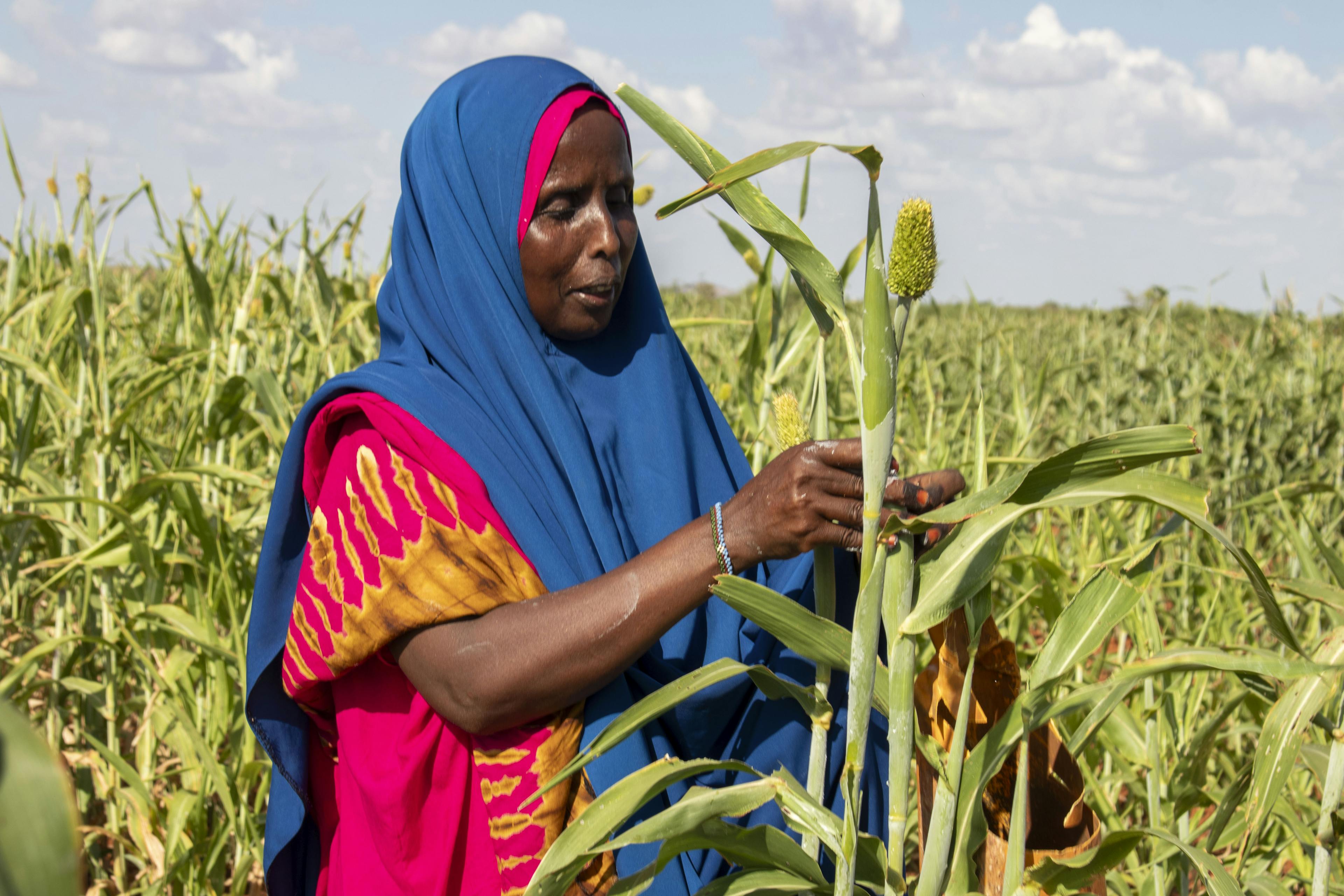 Fatuma Abdulahi Mohamed in Somalia tending to her crops of the piece of land given to her as part of the Joint Resiliency Programme.