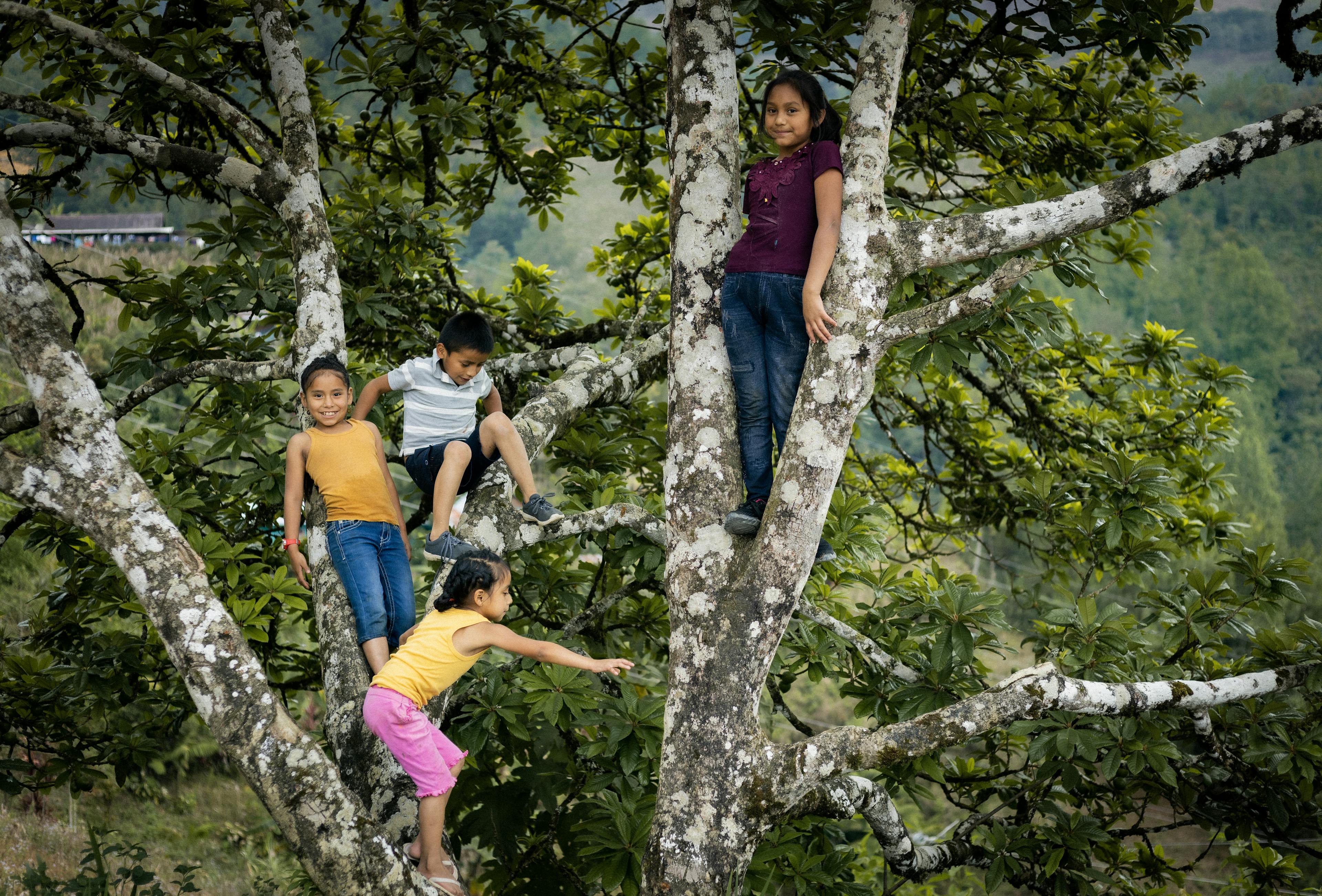 Children play among the brances of a tree in San Juan Chamelco, Alta Verapaz, Guatemala. 