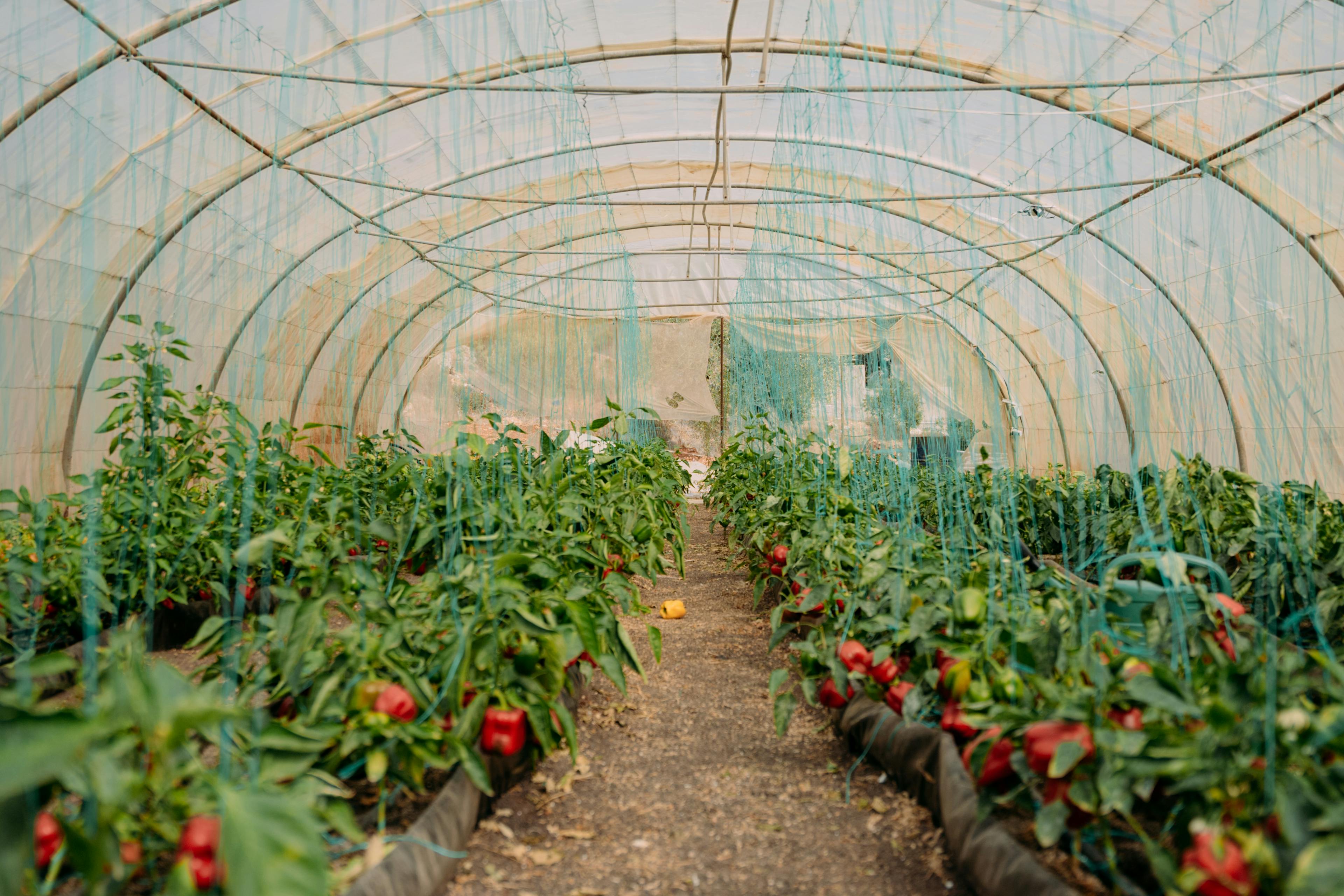 Ahmed, a youth-climate activist in Jordan has two hydroponic projects on his family farm that uses organic methods.