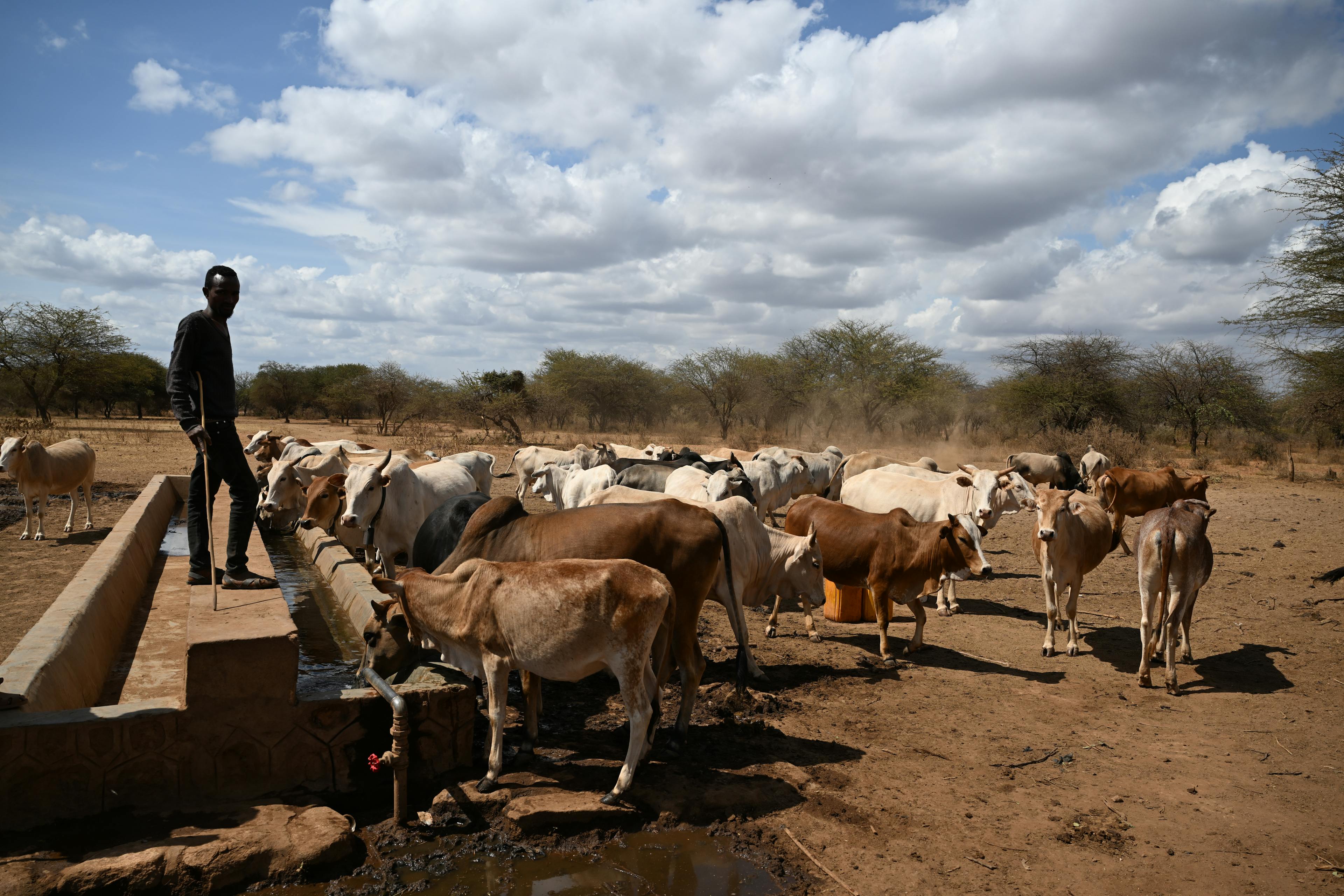 Animals at a water point, in Arballa, in the Borena zone, Oromia region, in the south of Ethiopia.