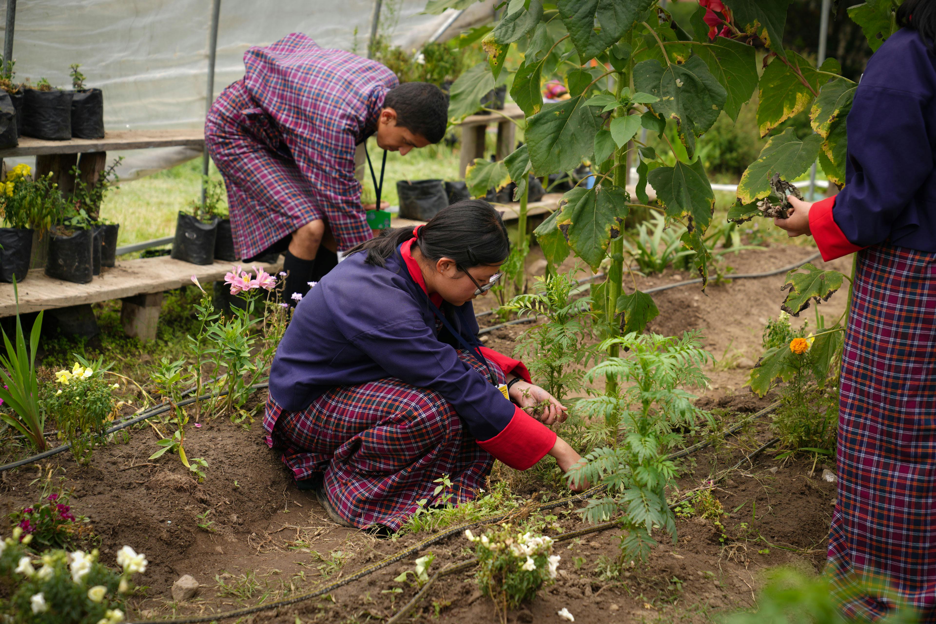 A Bhutan student gardening in a greenhouse