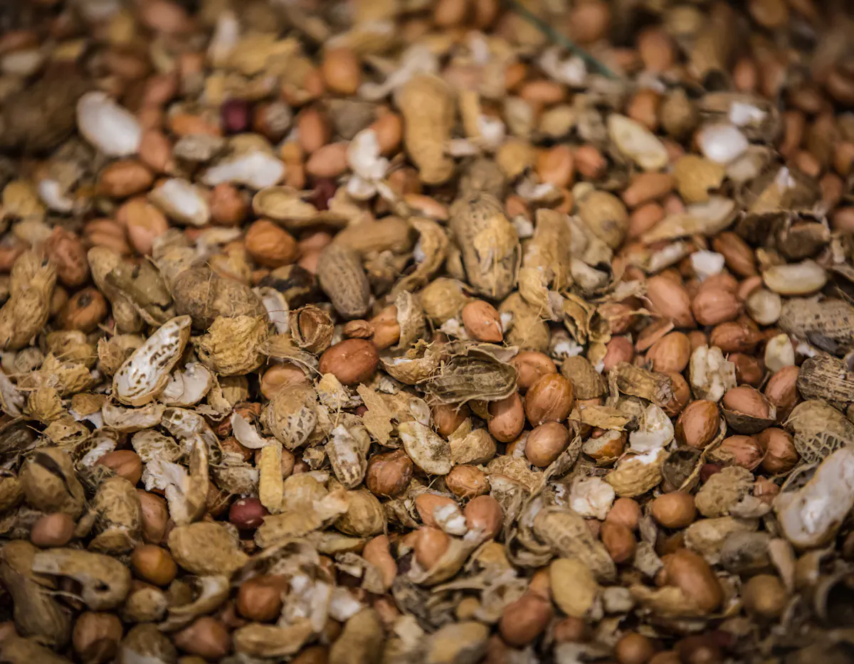 Peanuts before being processed for RUTF