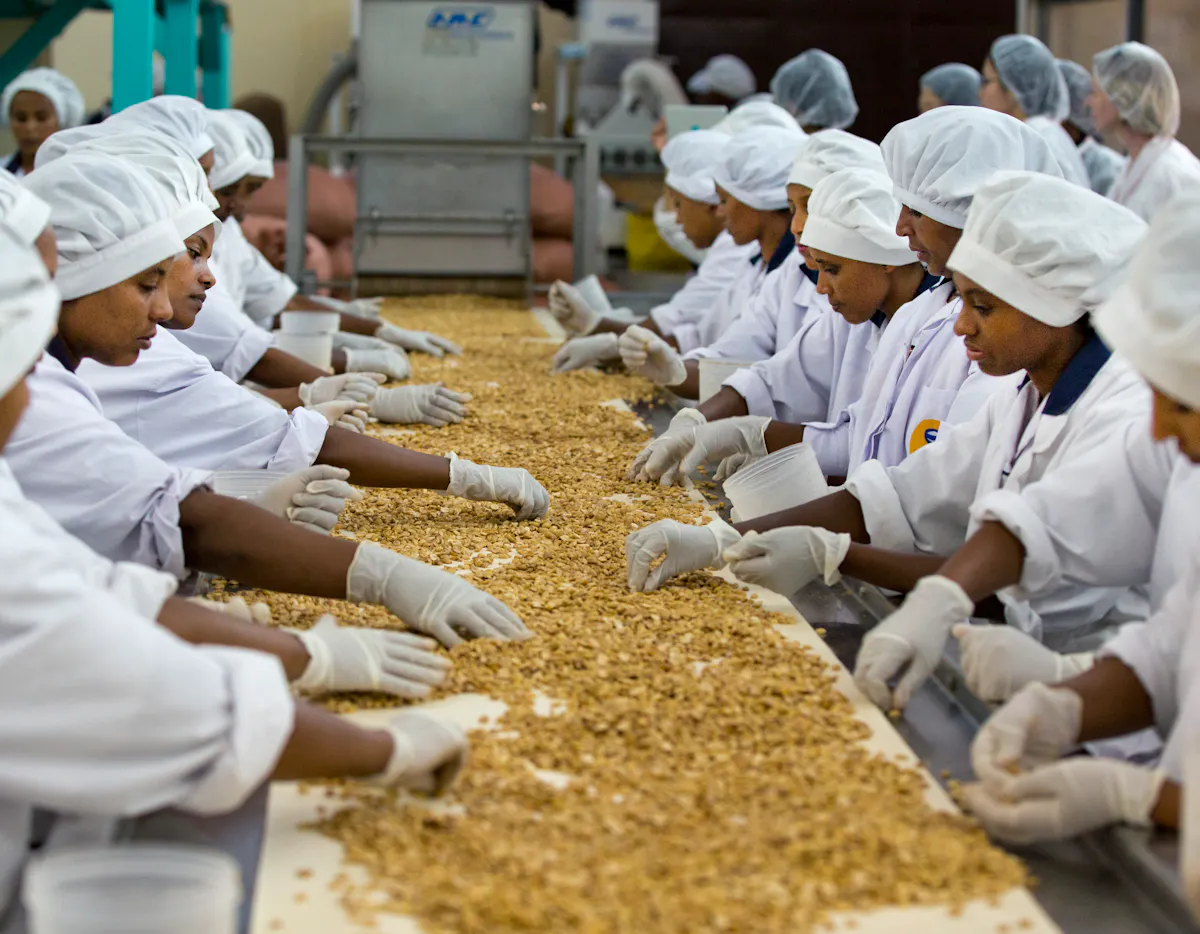 Workers sort peanuts before being processed for rutf