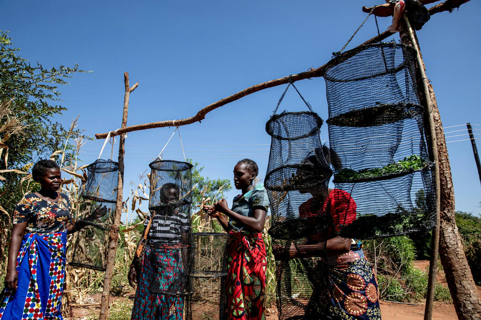 Part of SUN PHASE II in Zambia is empowerment and teaching of small scale farming to pregnant and breastfeeding women and mothers. 