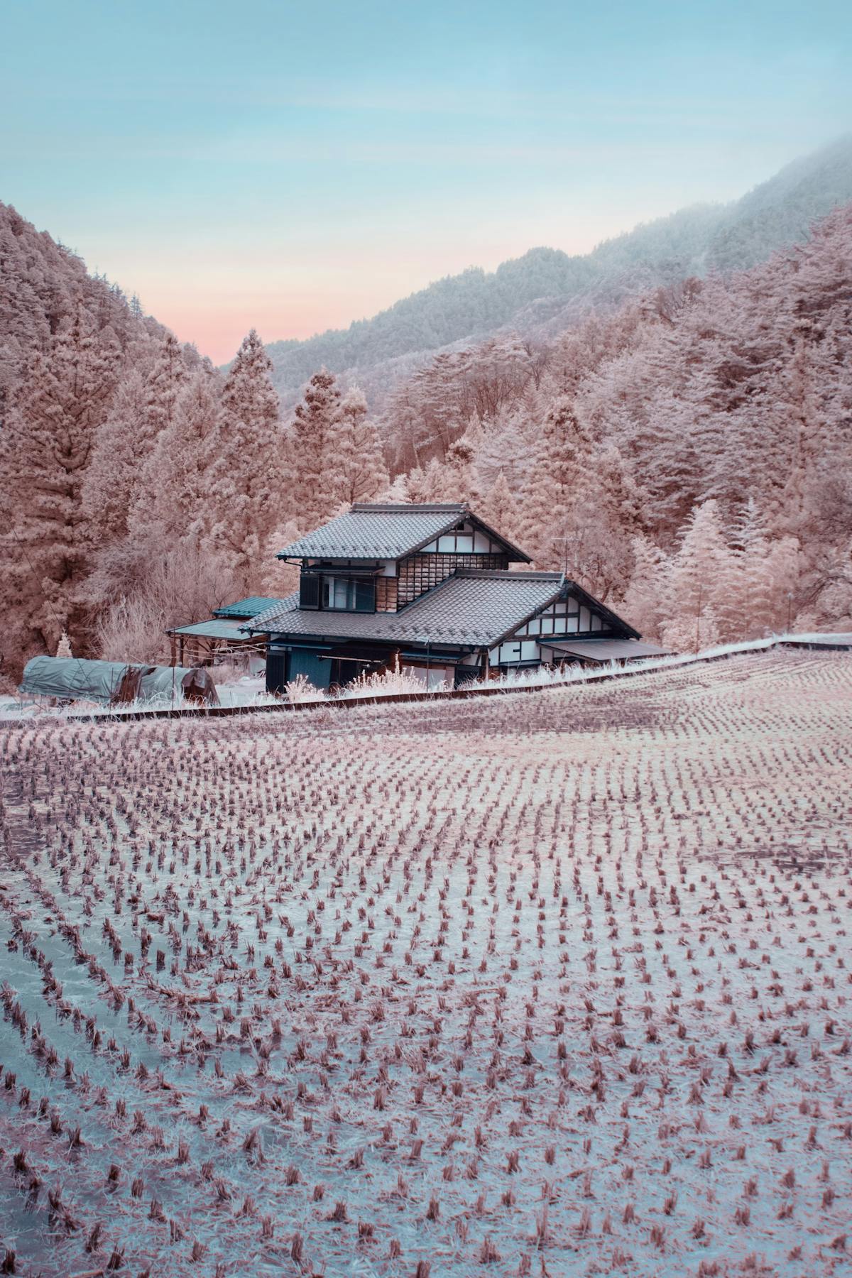 Infrared photography of a rice farm