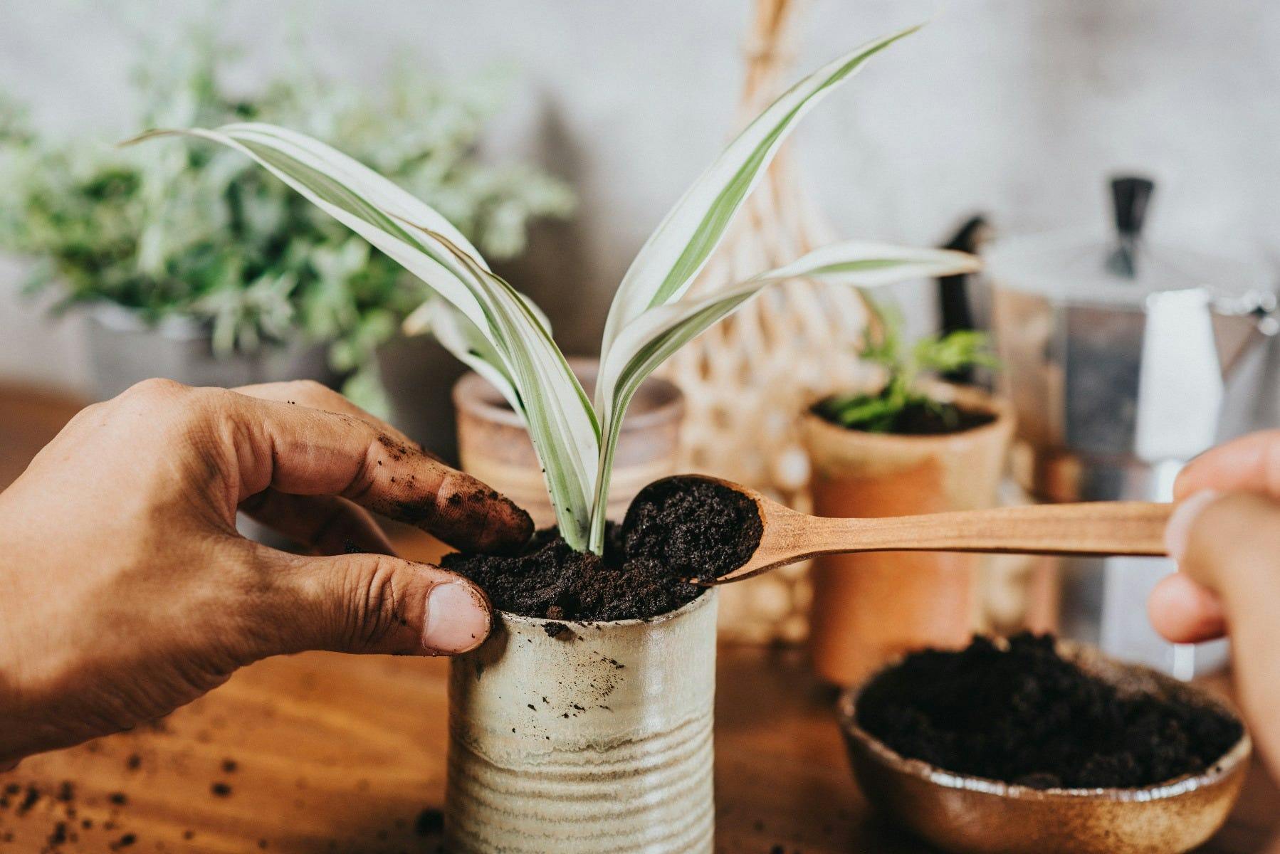 Second Life Of Coffee: How To Use Your Leftover Coffee Grounds