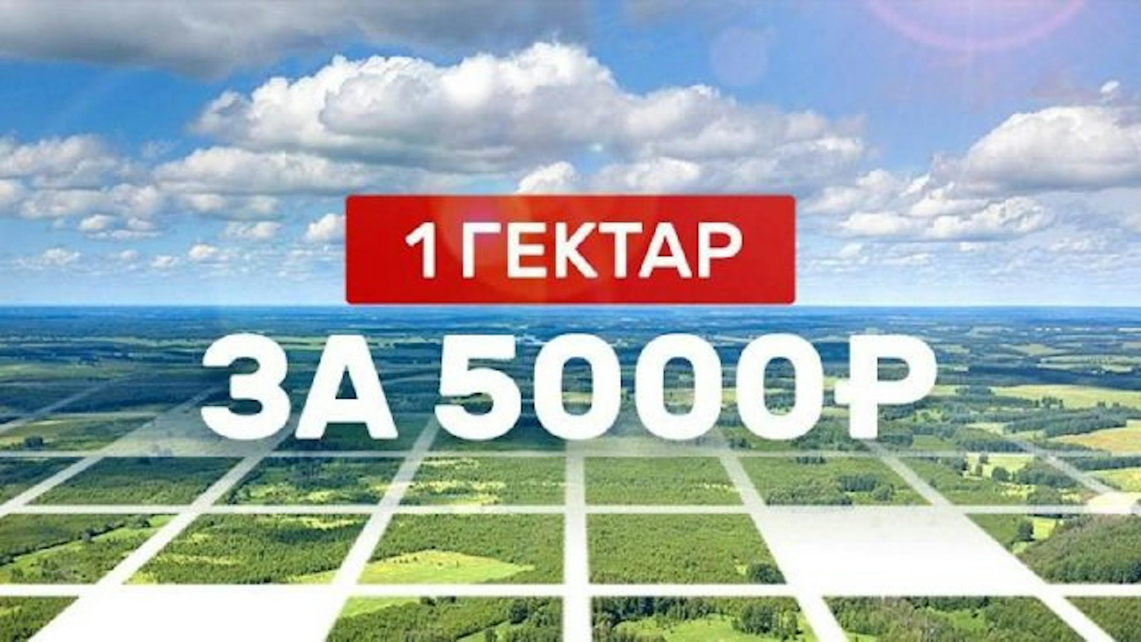 Как получить 1 га в лесу за ~5000 ₽/год под пасеку: пошаговая инструкция