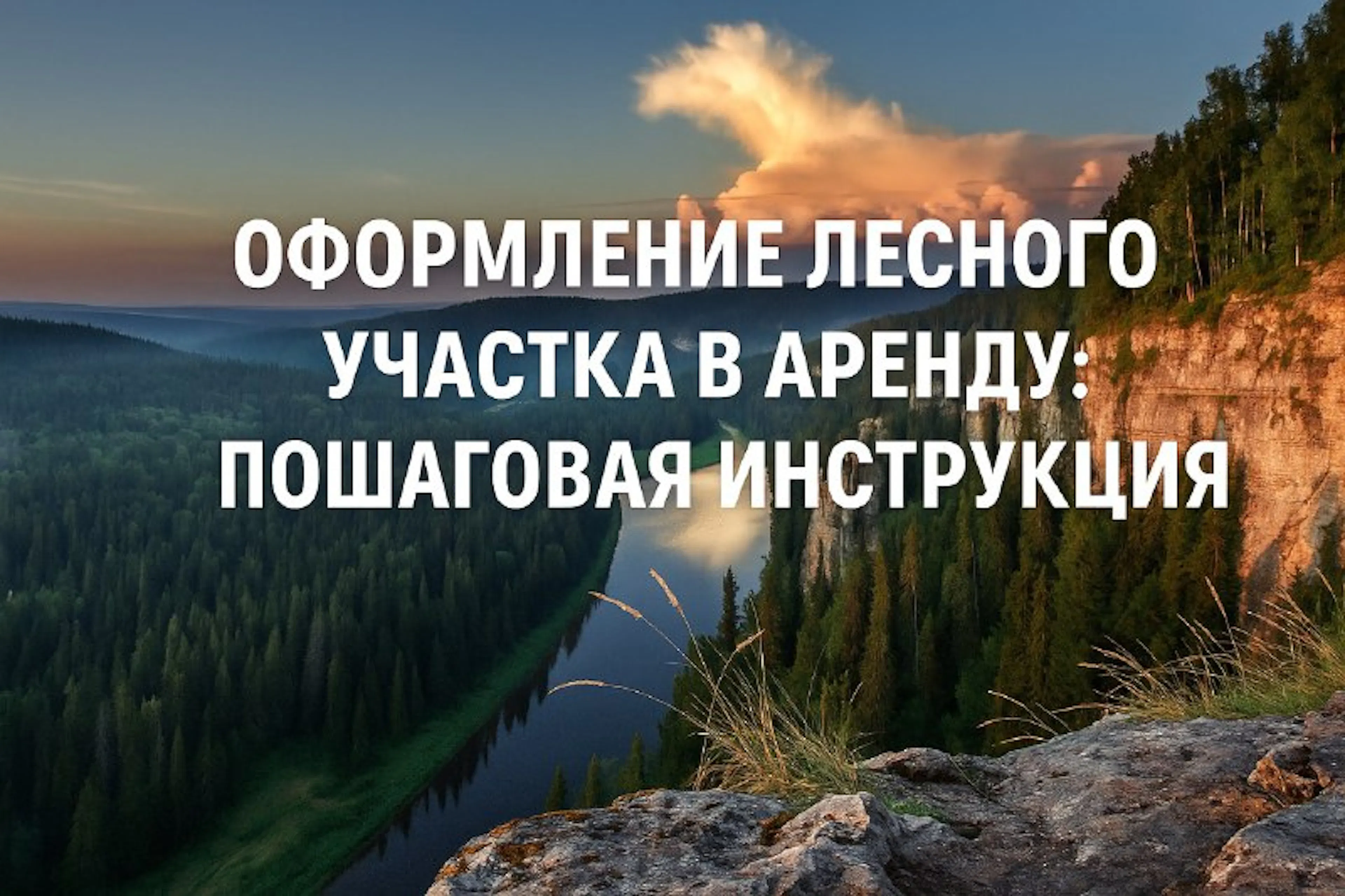 Оформление лесного участка в аренду: пошаговая инструкция