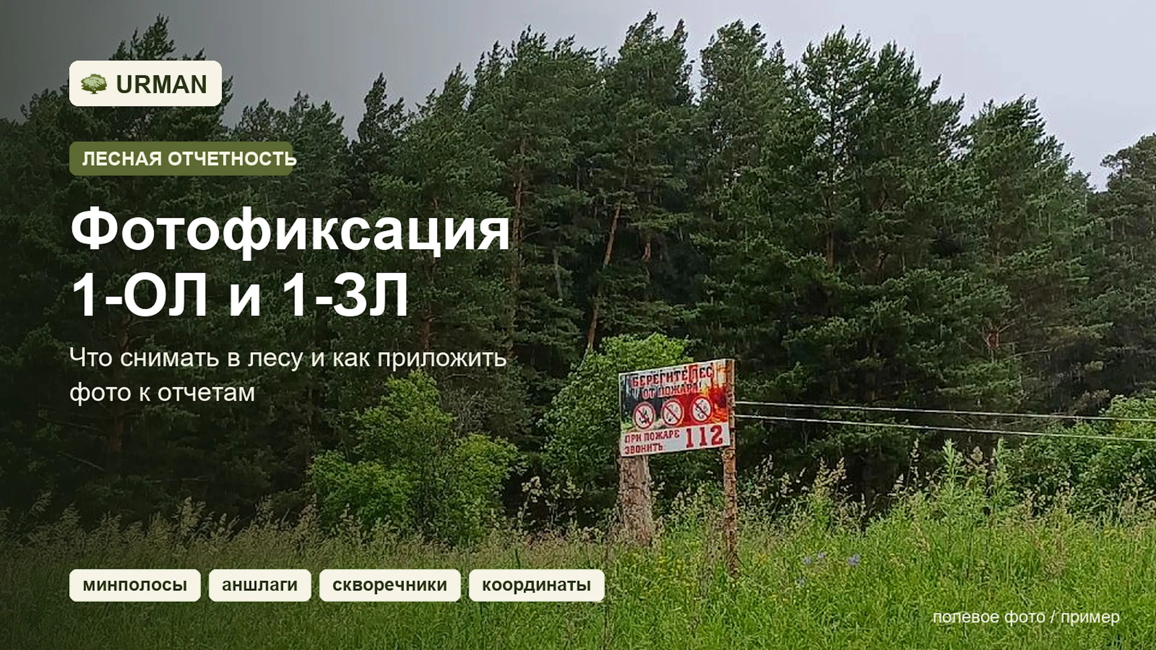 Полевое фото лесного аншлага для статьи о фотофиксации к отчетам 1-ОЛ и 1-ЗЛ