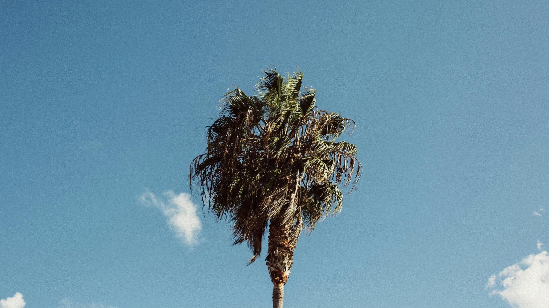 The top of a palm tree
