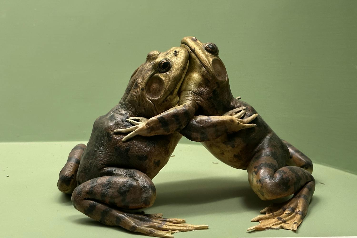 Two frogs hugging