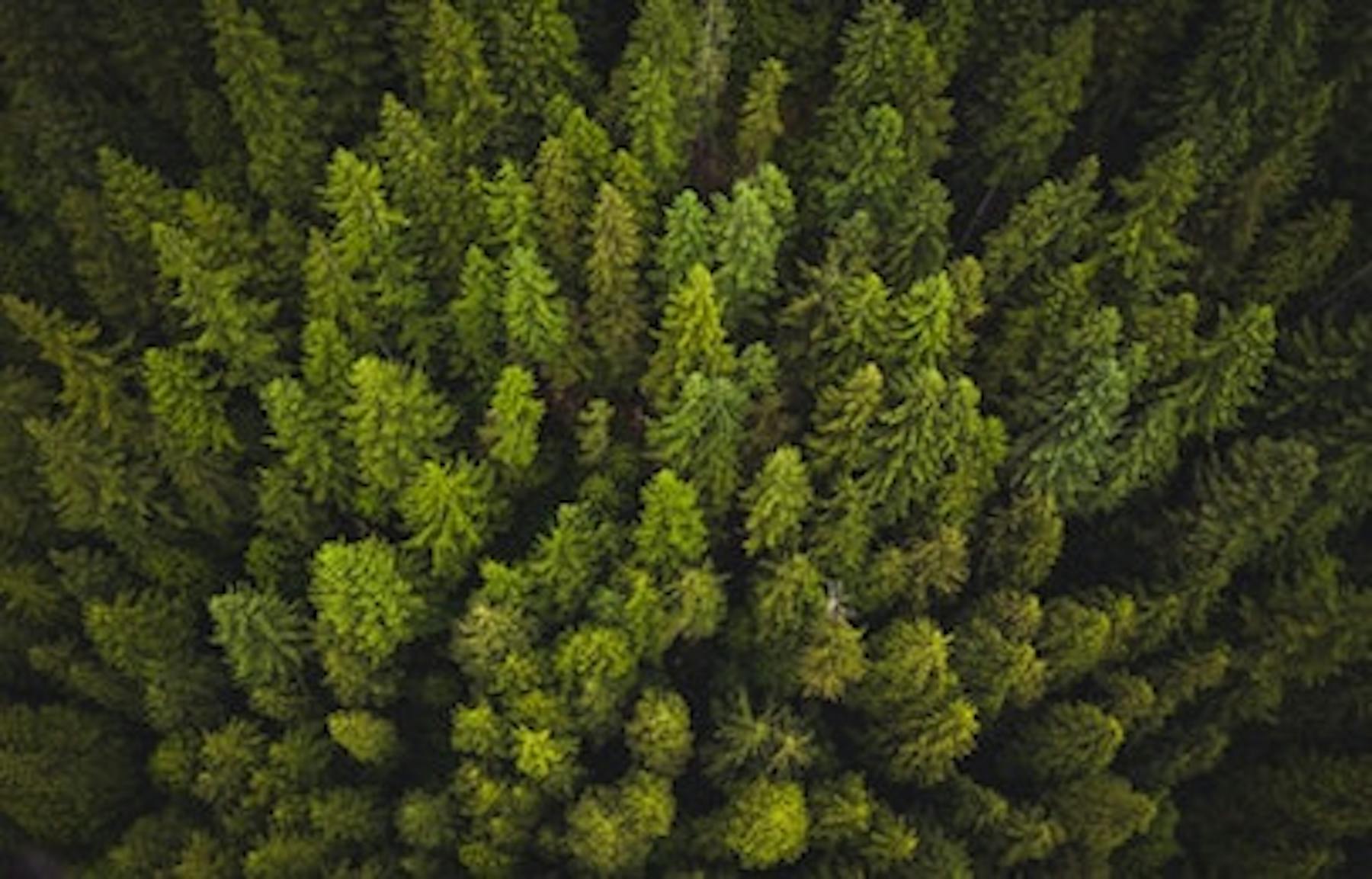 how tree testing can improve your site
