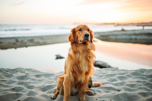 köpek fotoğrafı