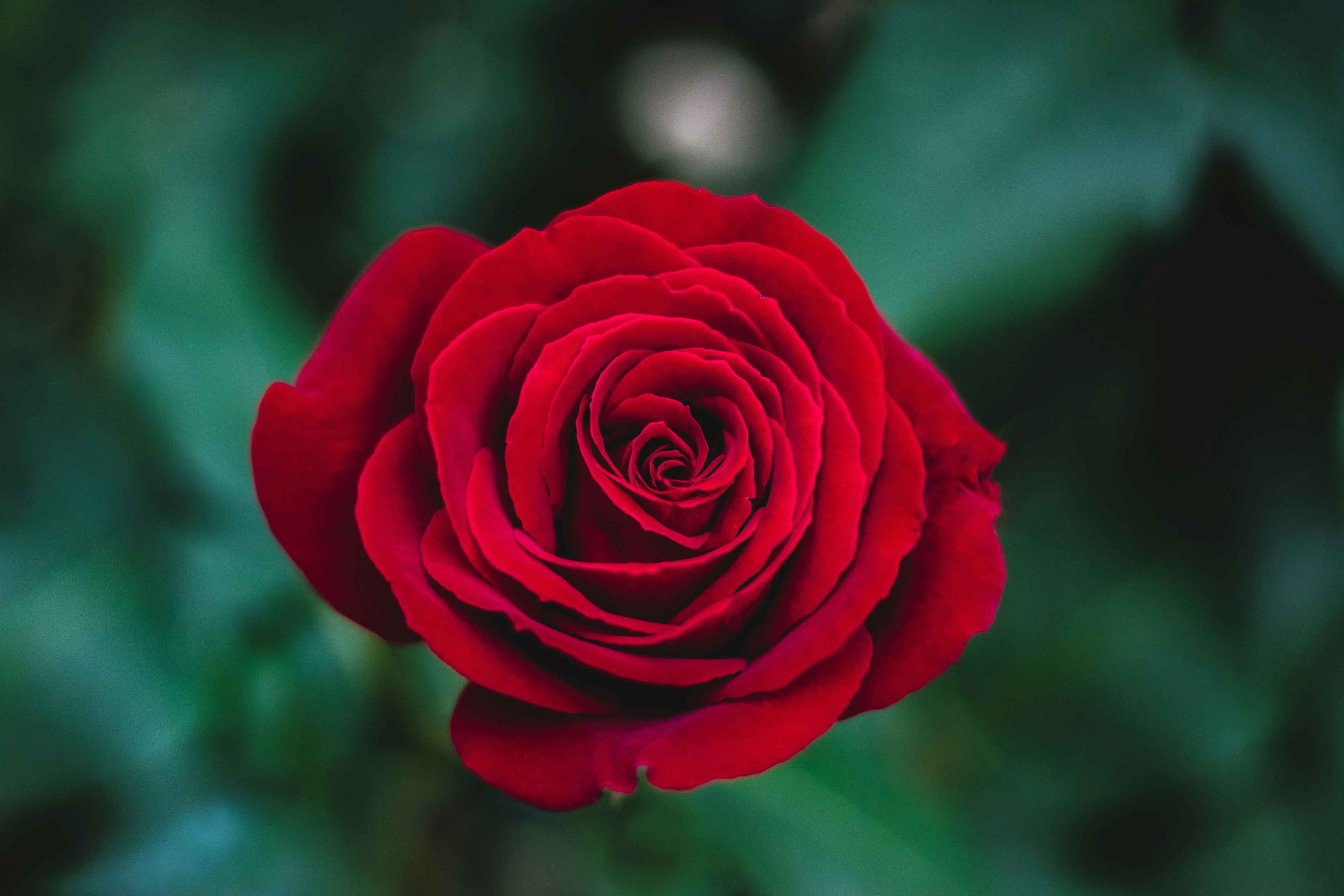 photographie de fleur