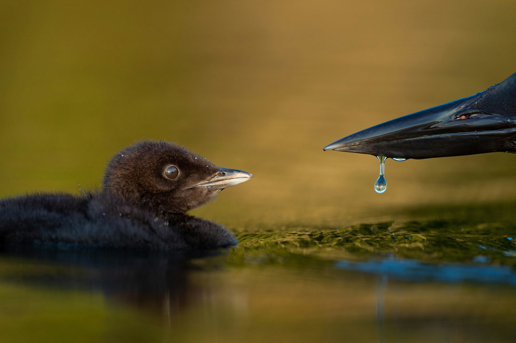 photographe animalier