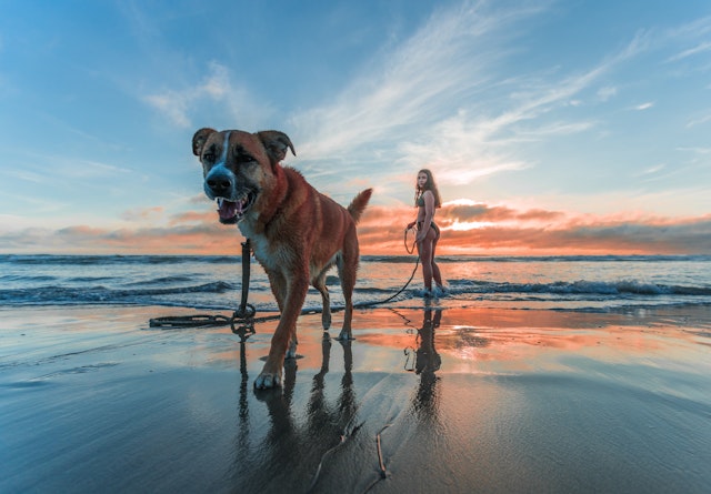 Köpek fotoğrafı