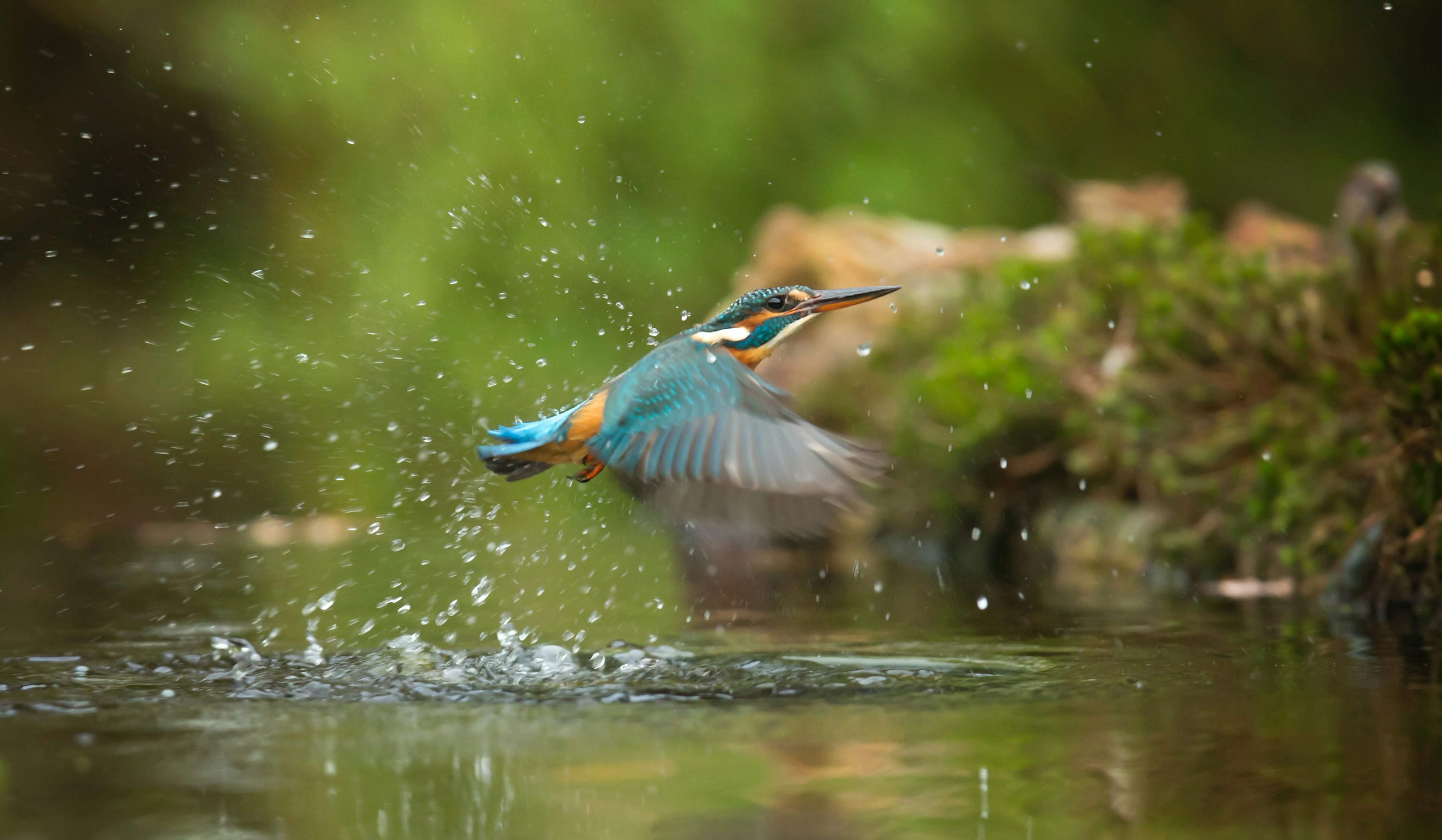 photographe animalier, photo oiseau, shooting photo animalier, photoshoot animalier