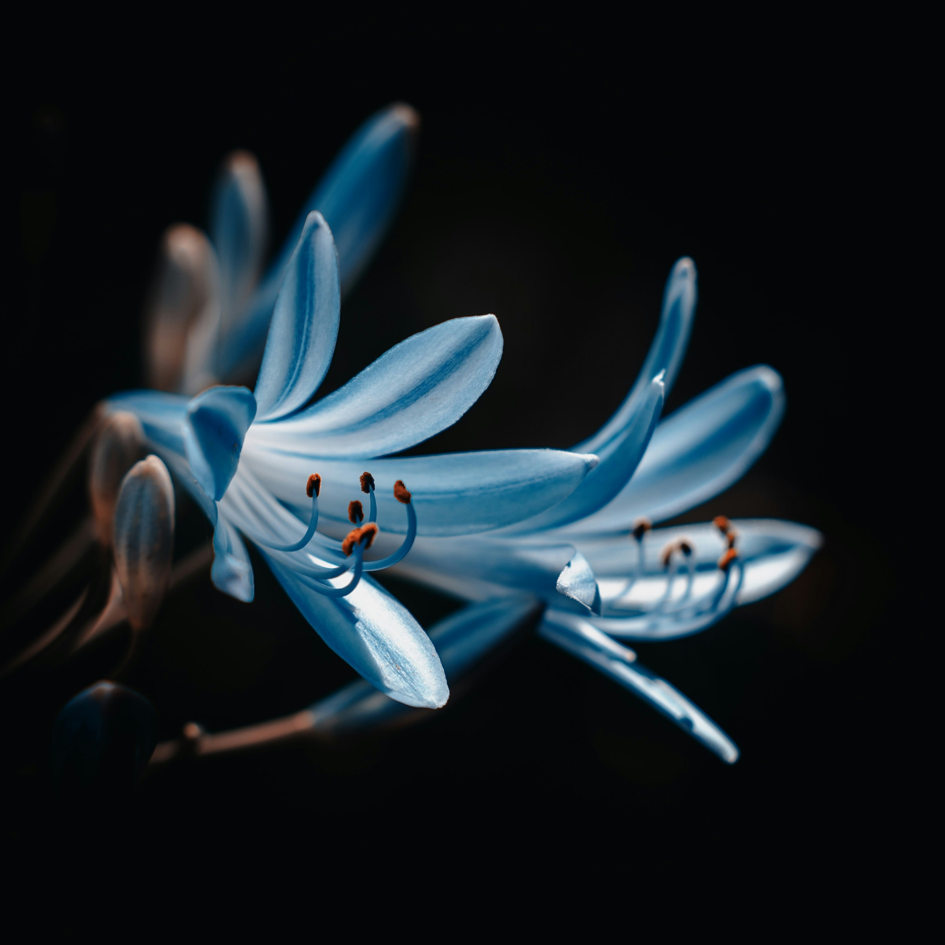 photographie de fleur