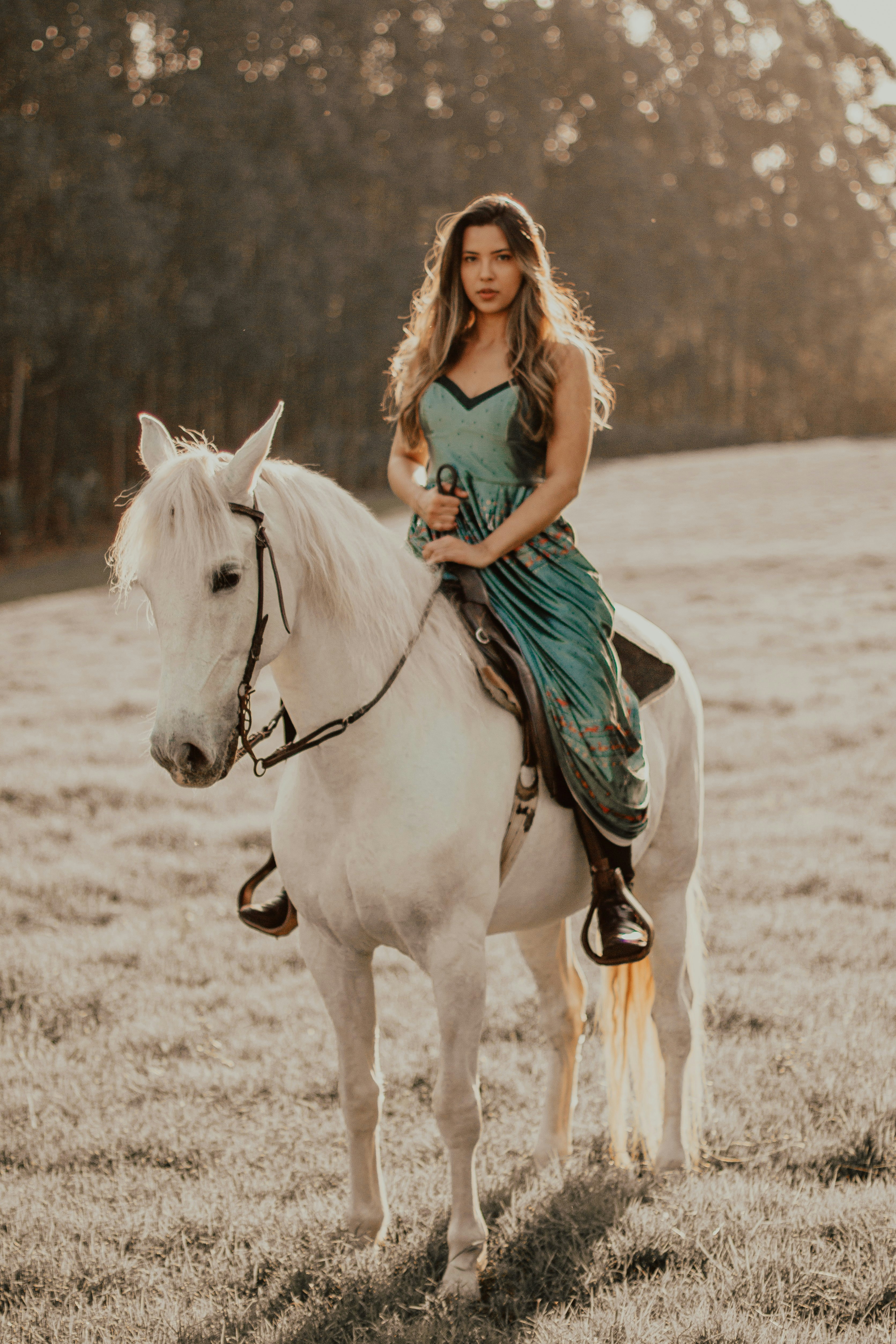 portrait animaux, photographe cheval, shooting animaux