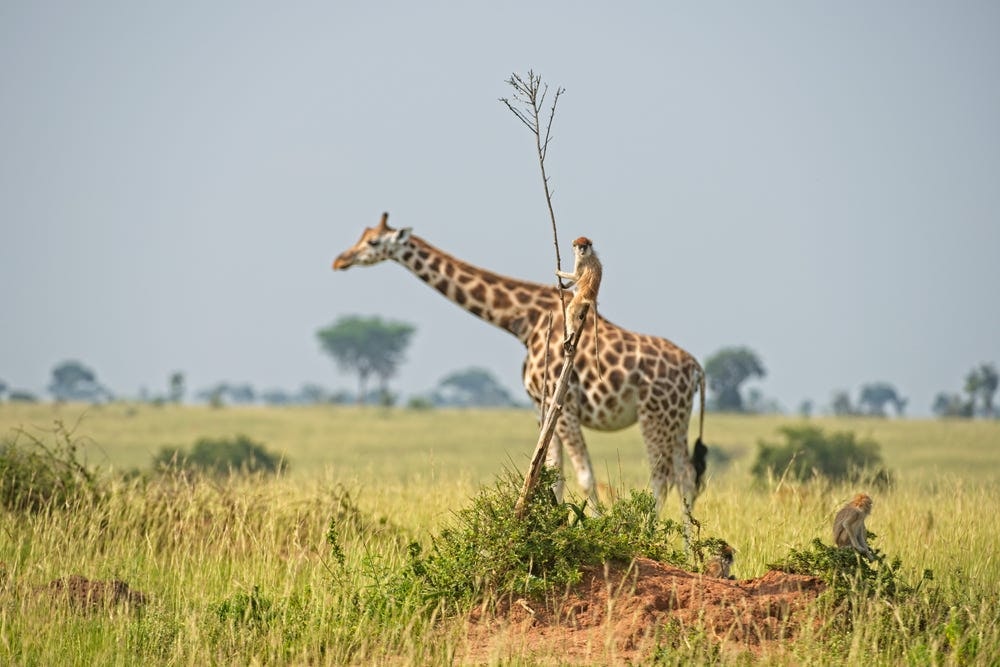 concours photos animalières 2021 girafe, photographe animalier, photographie animalière