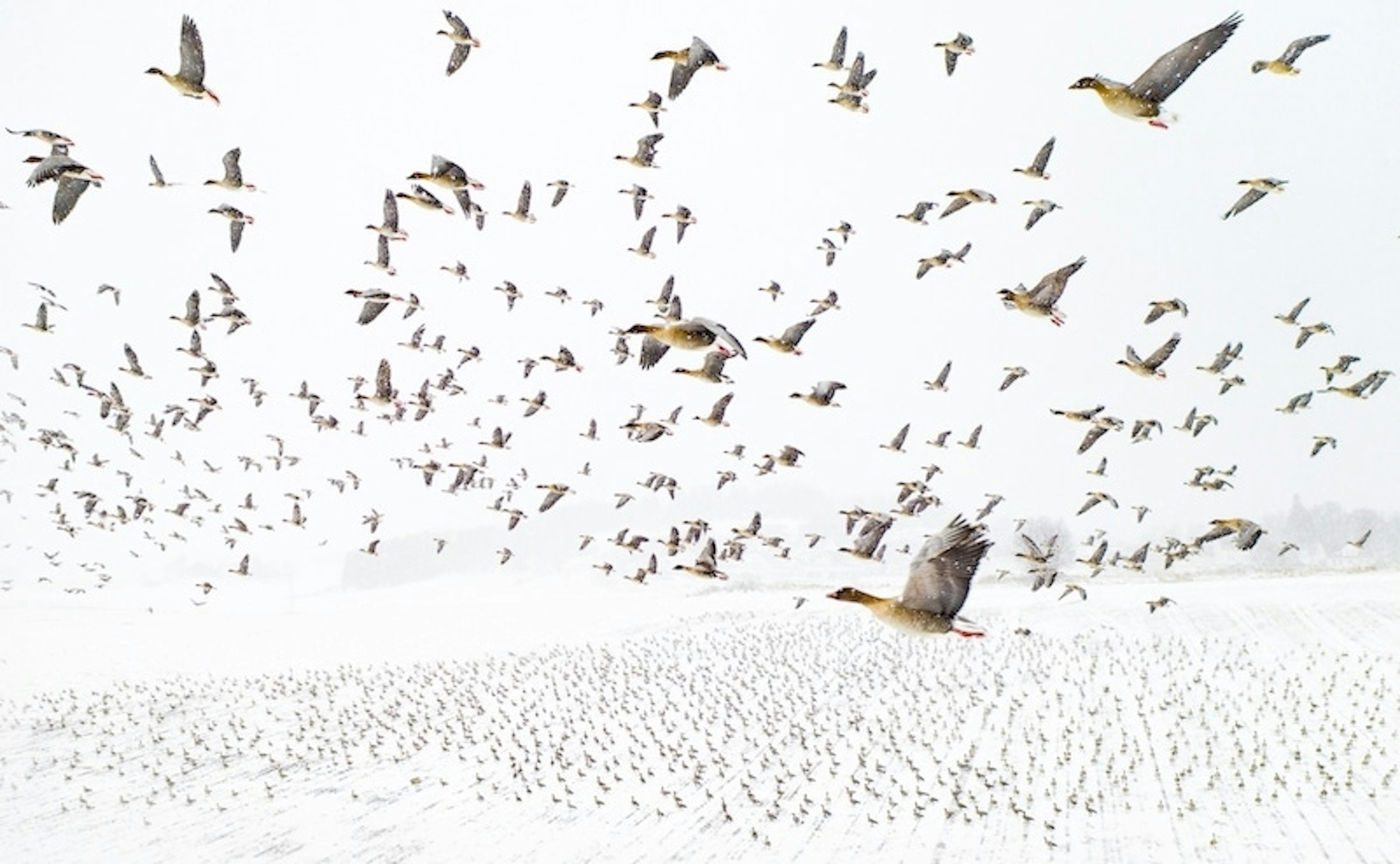 concours photos drone gagnant oies bec court, phtographe drone, photographie drone