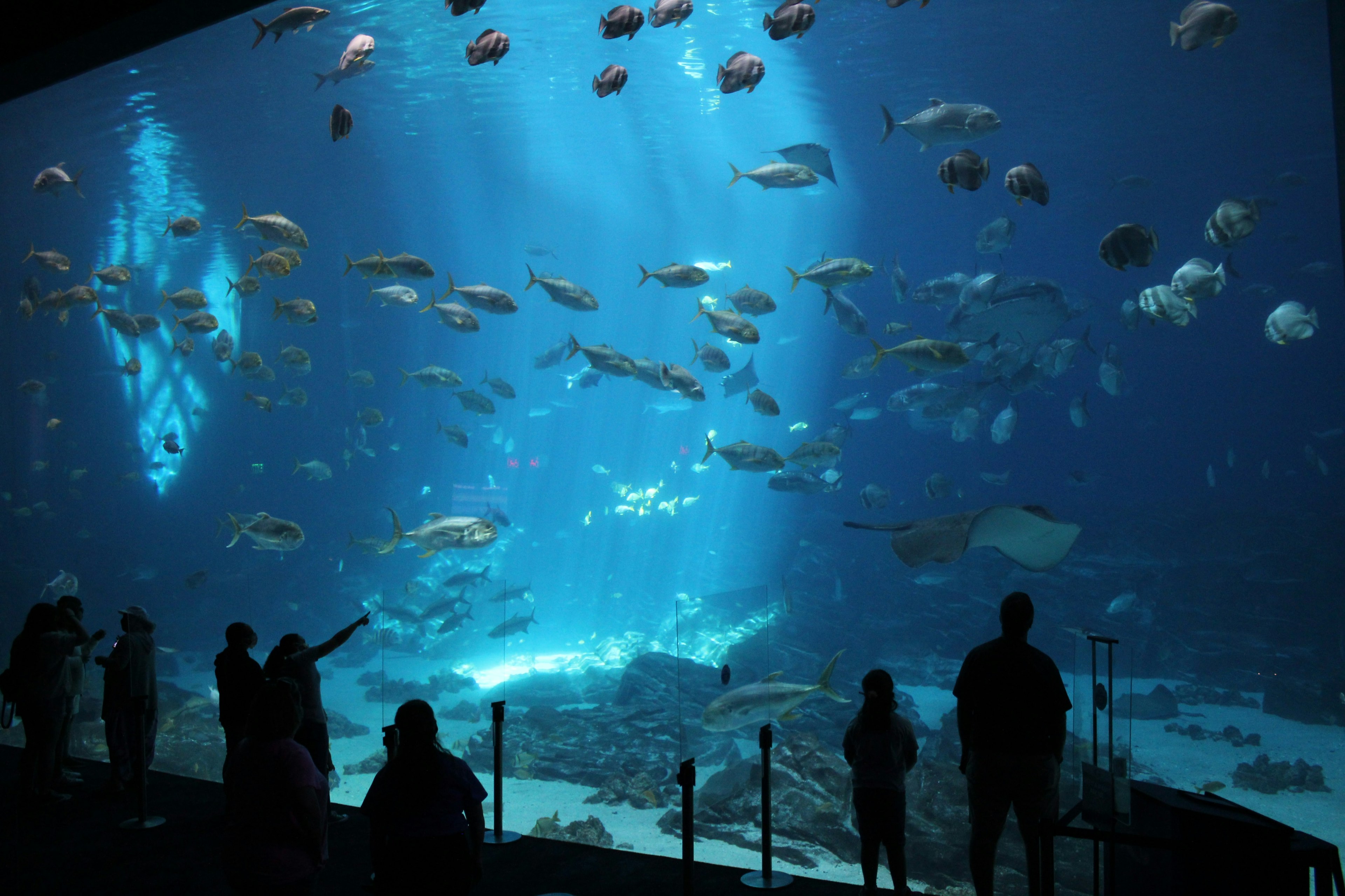 aquarium de Géorgie, visite virtuelle aquarium