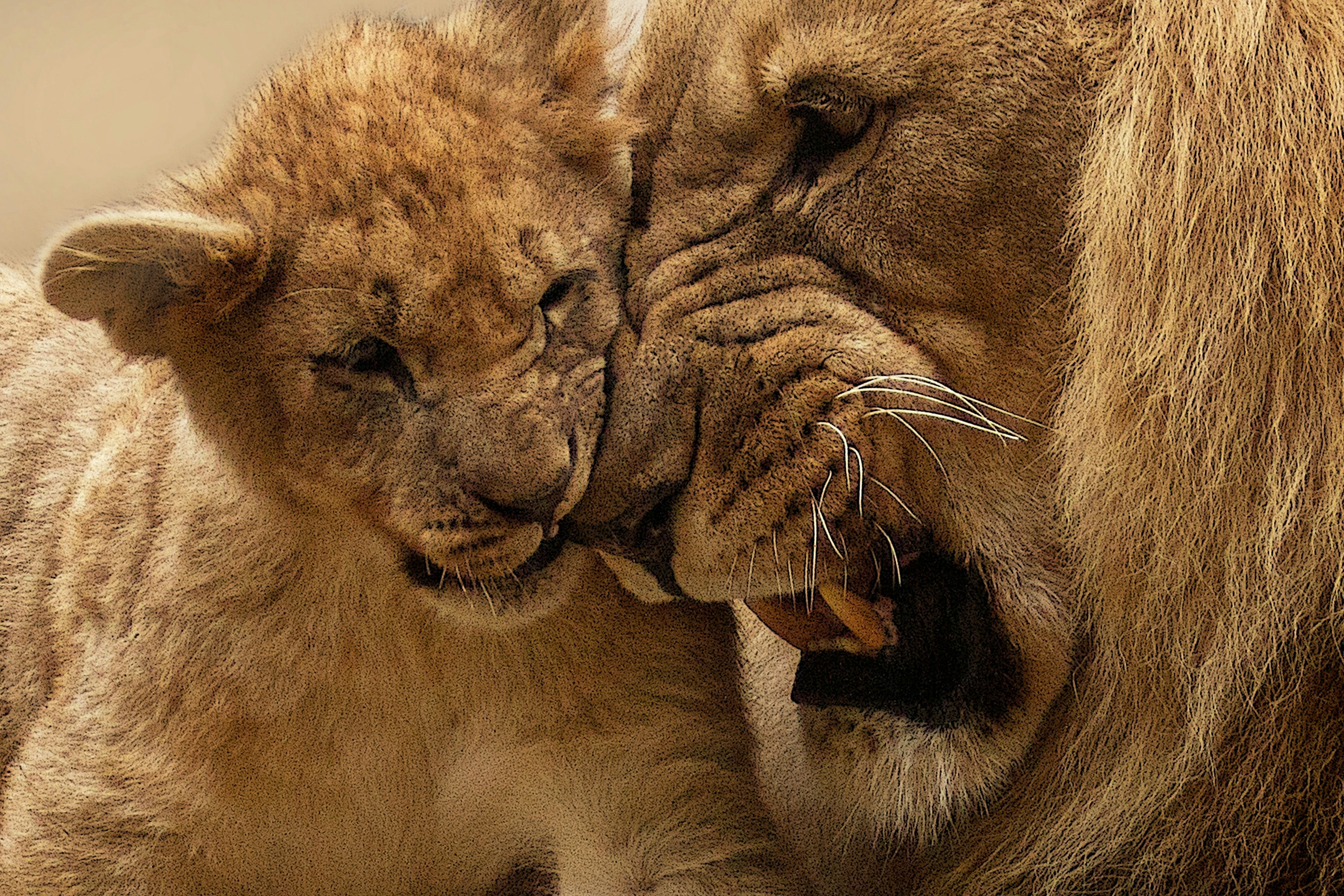 photographe animalier, animal photoshoot
