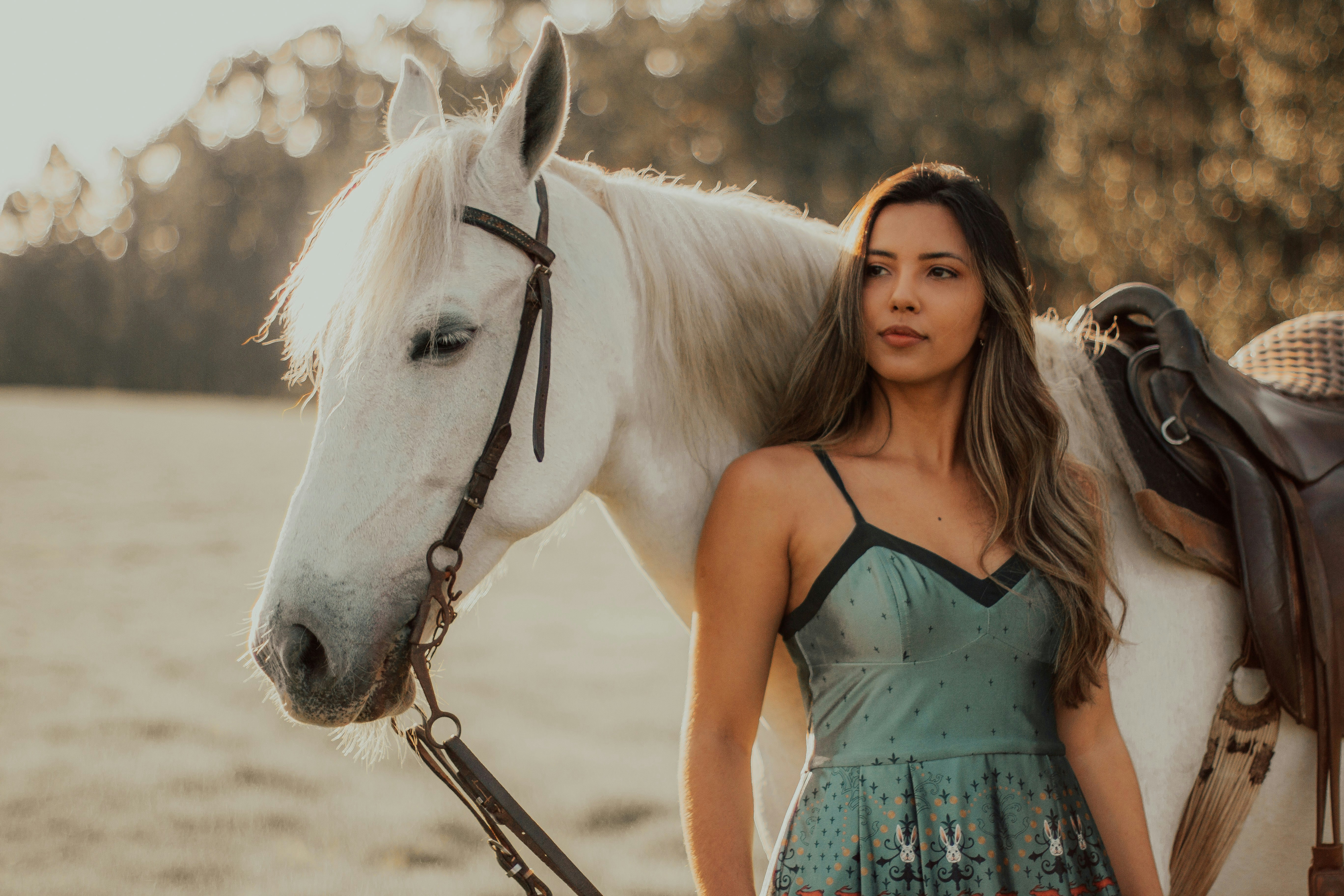 shooting photo cheval, photo cheval