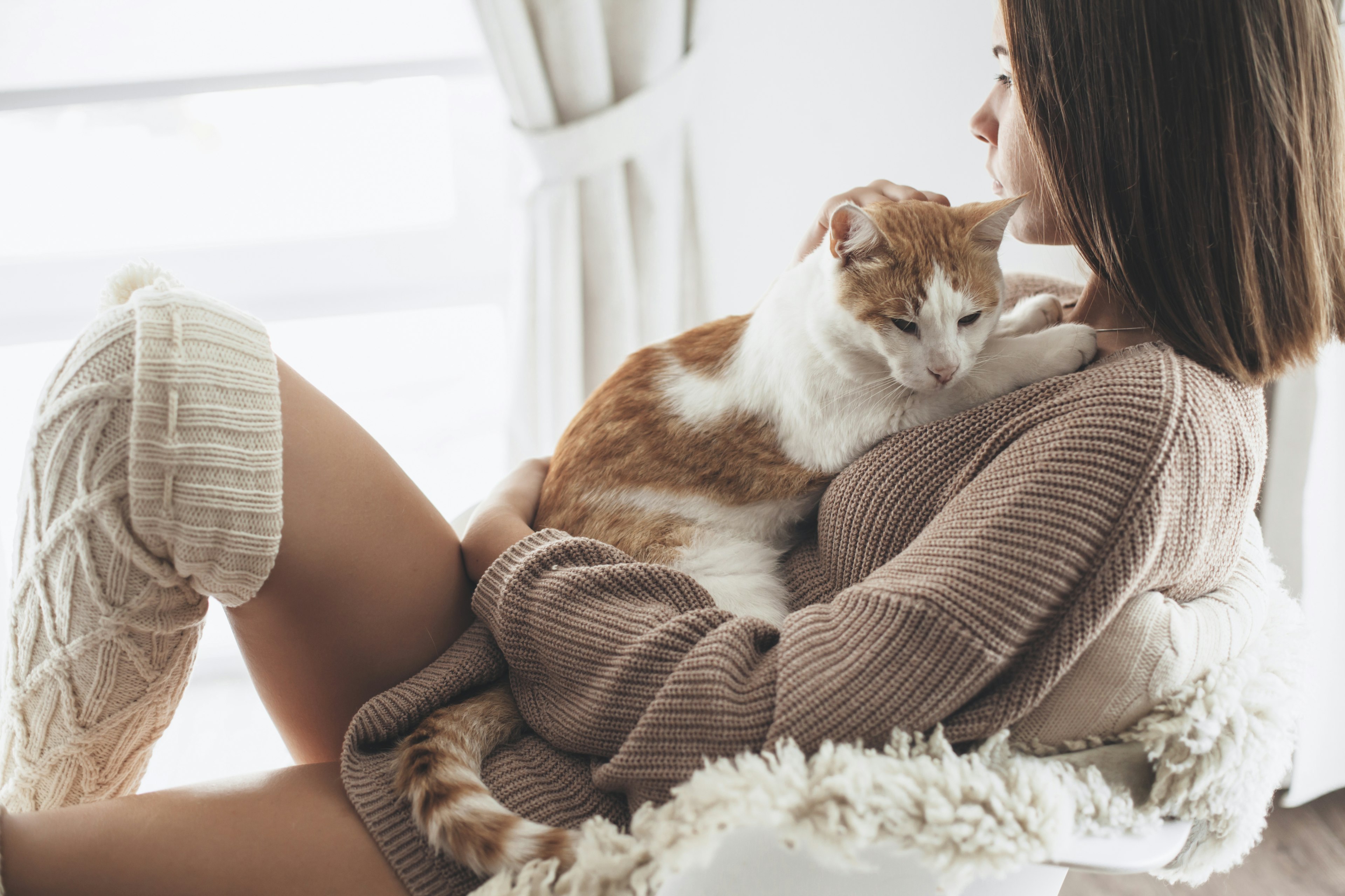 shooting photo animal, photographe animal, photographe chat