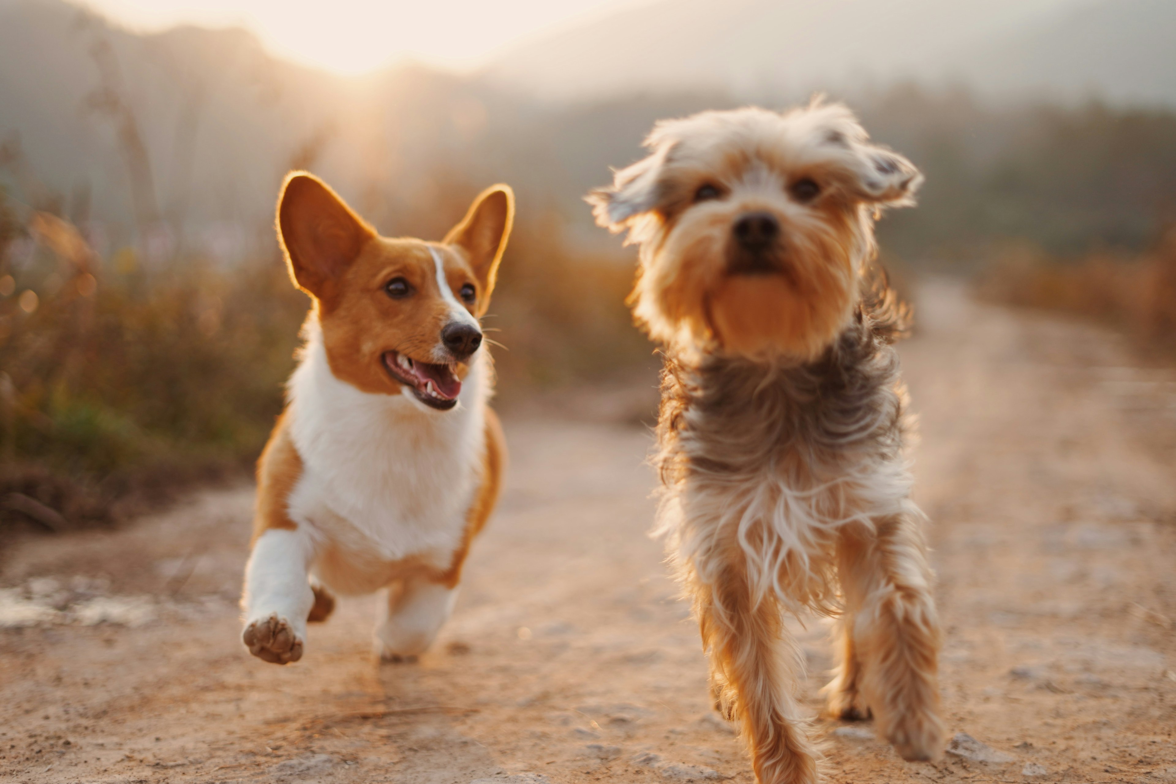 instagram chien , photo chien