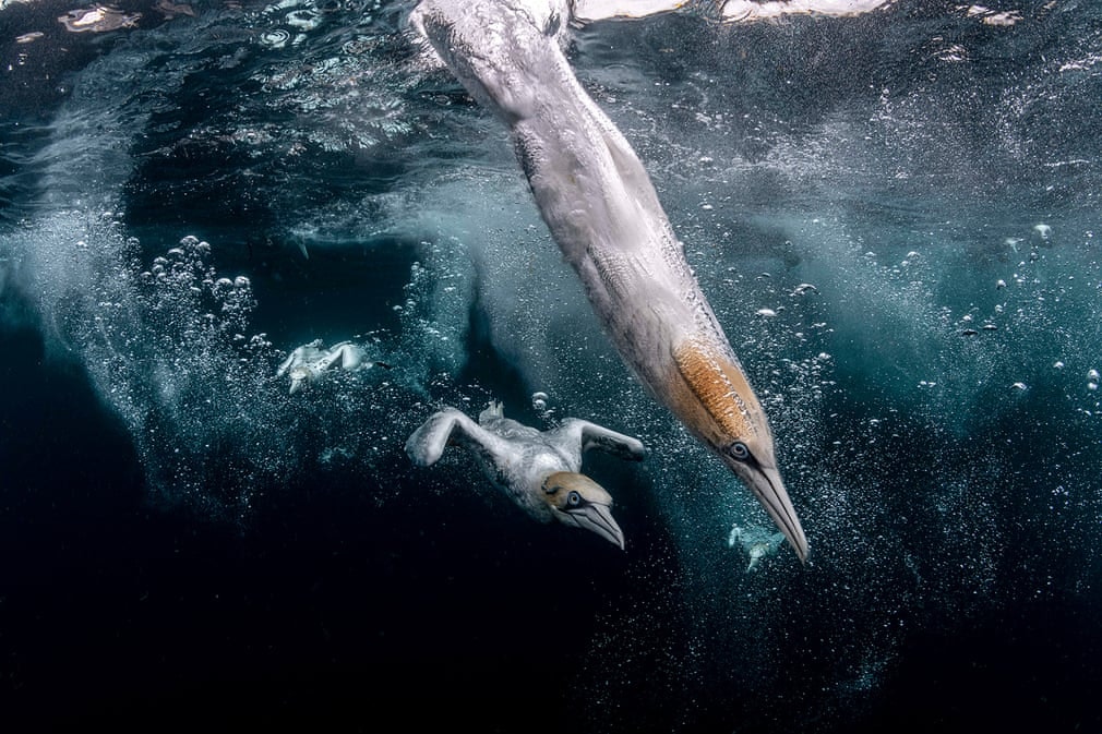 concours photos sous-marines 2021, photo animaux, photo animaux aquatique