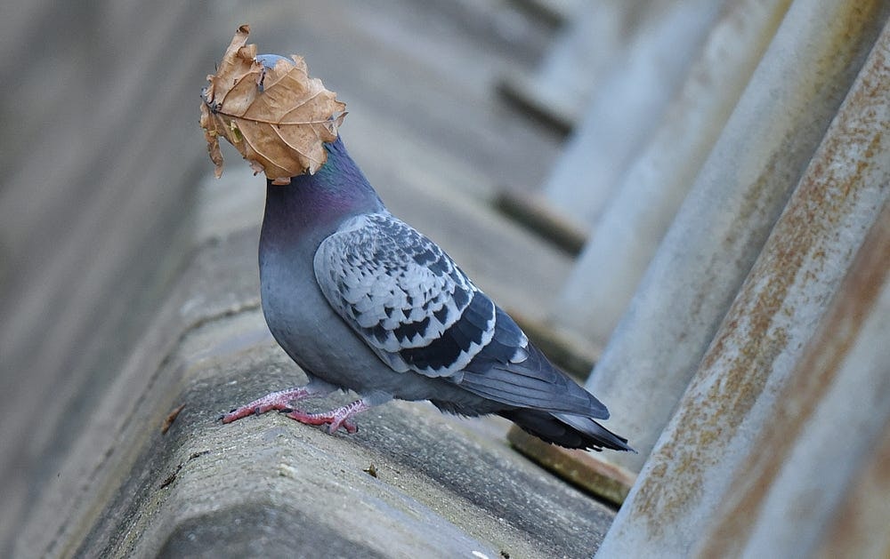 concours photos animalières 2021 pigeon, photographie animalière