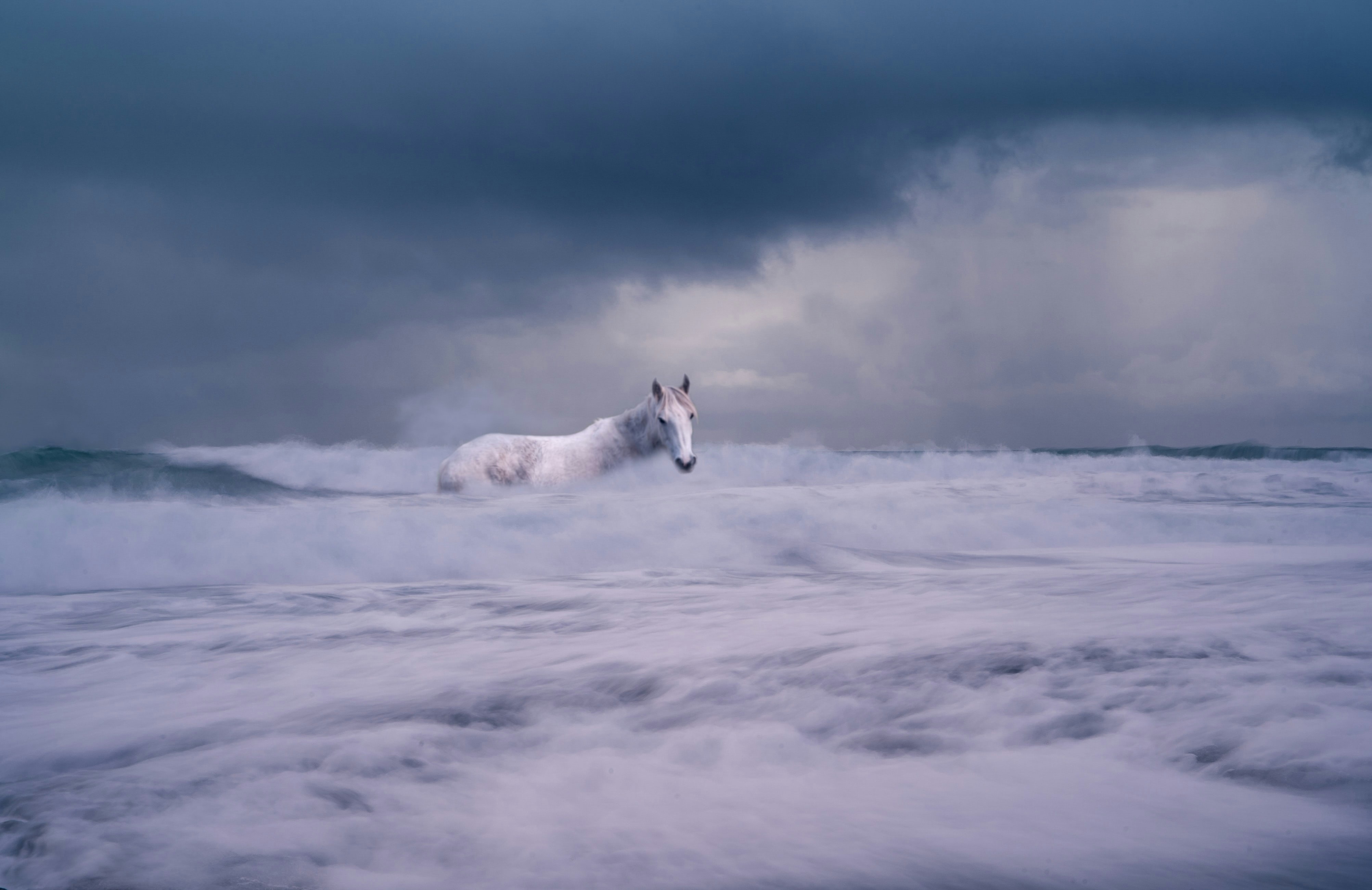 shooting photo cheval, photo cheval