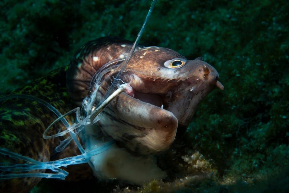 concours photos sous-marines 2021, concours photographie