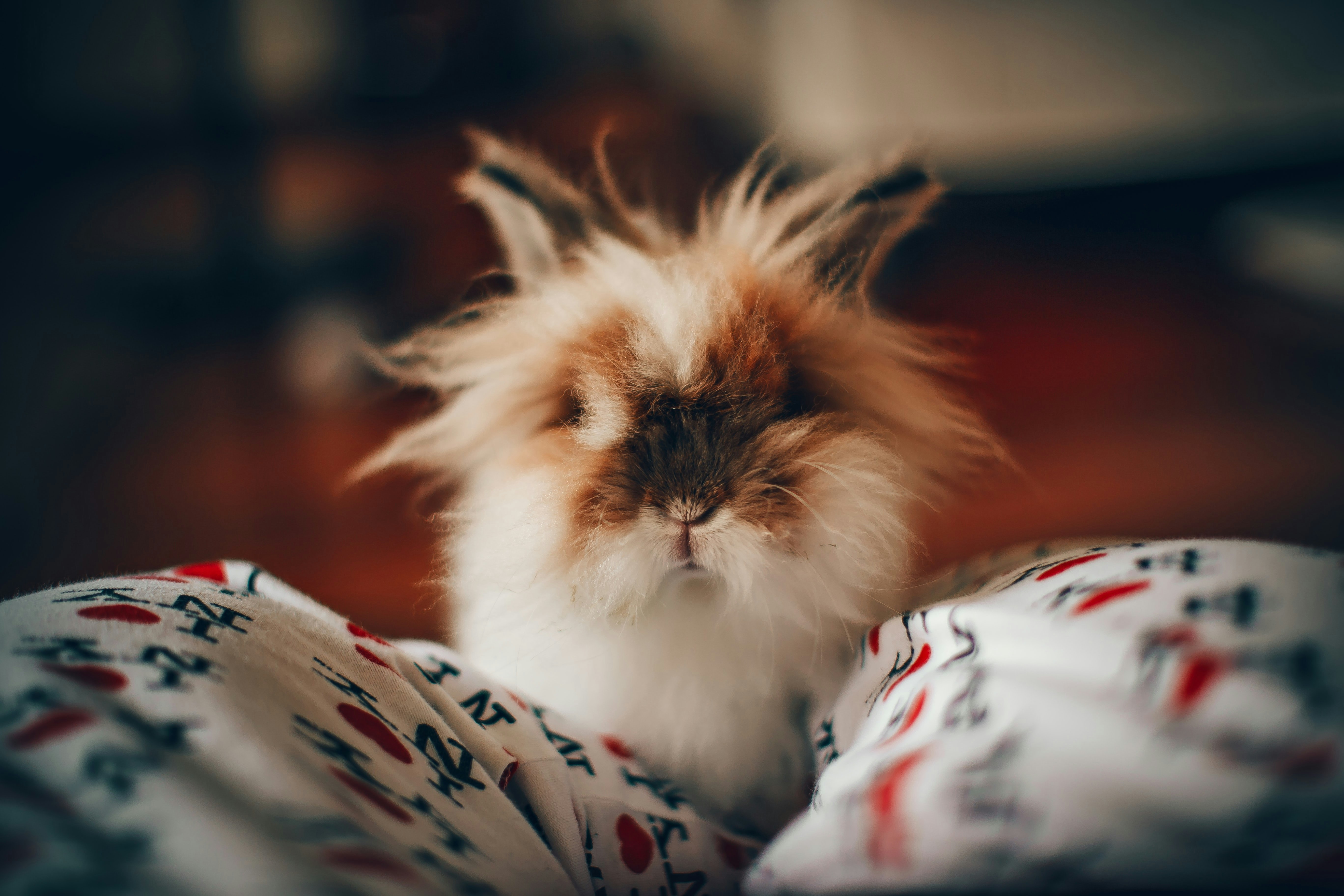 photoshoot animaux, photographe animaux, shooting animaux, portrait animaux