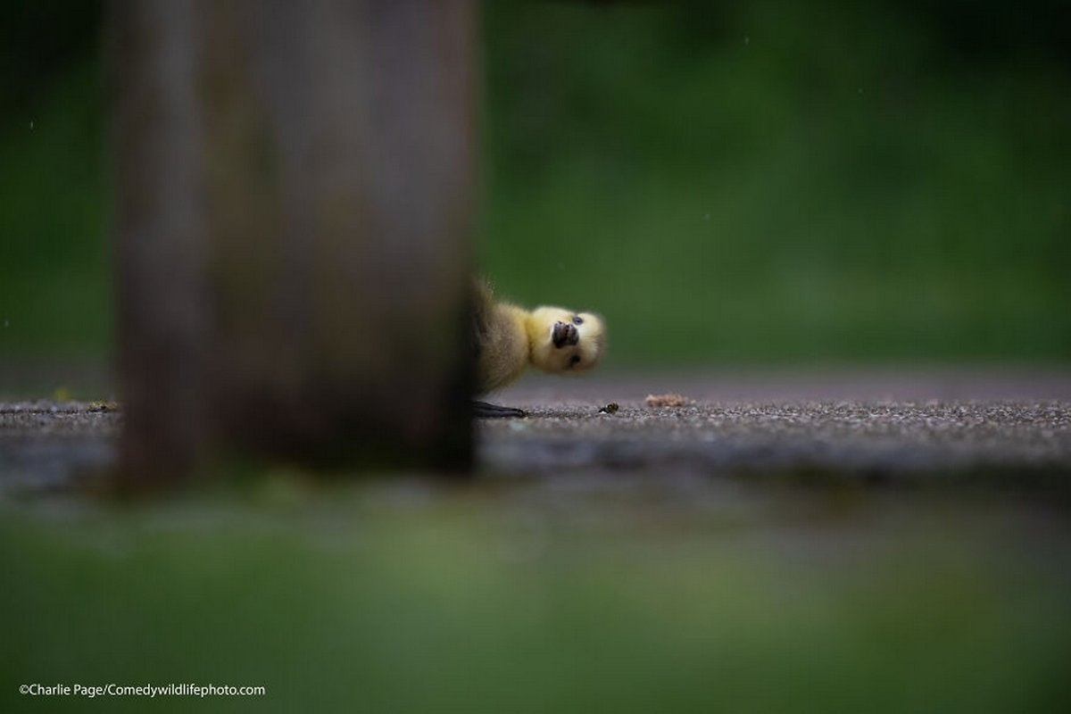 concours photos animalières 2021 caneton, photoshoot animalier