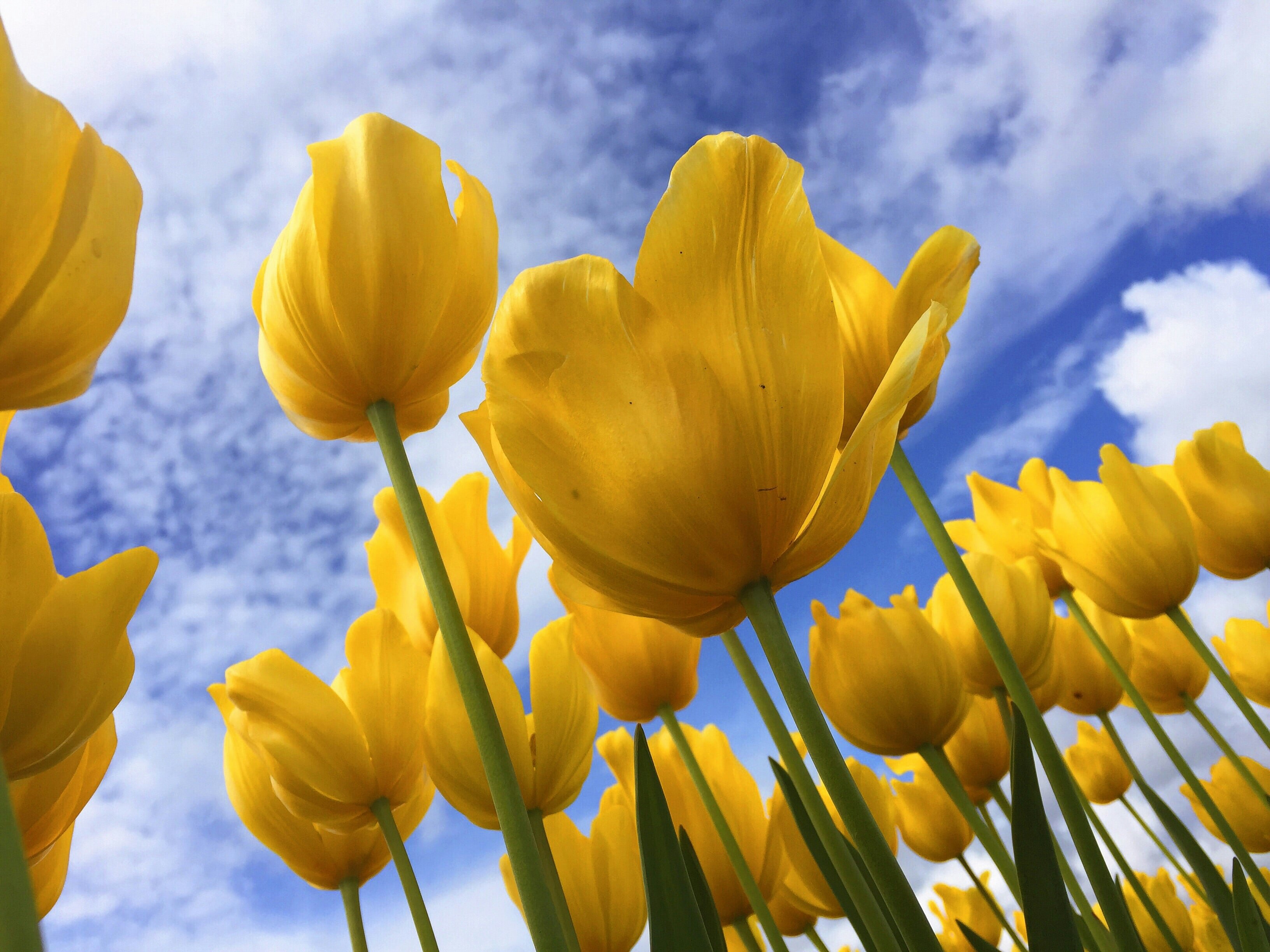 photographie de fleur